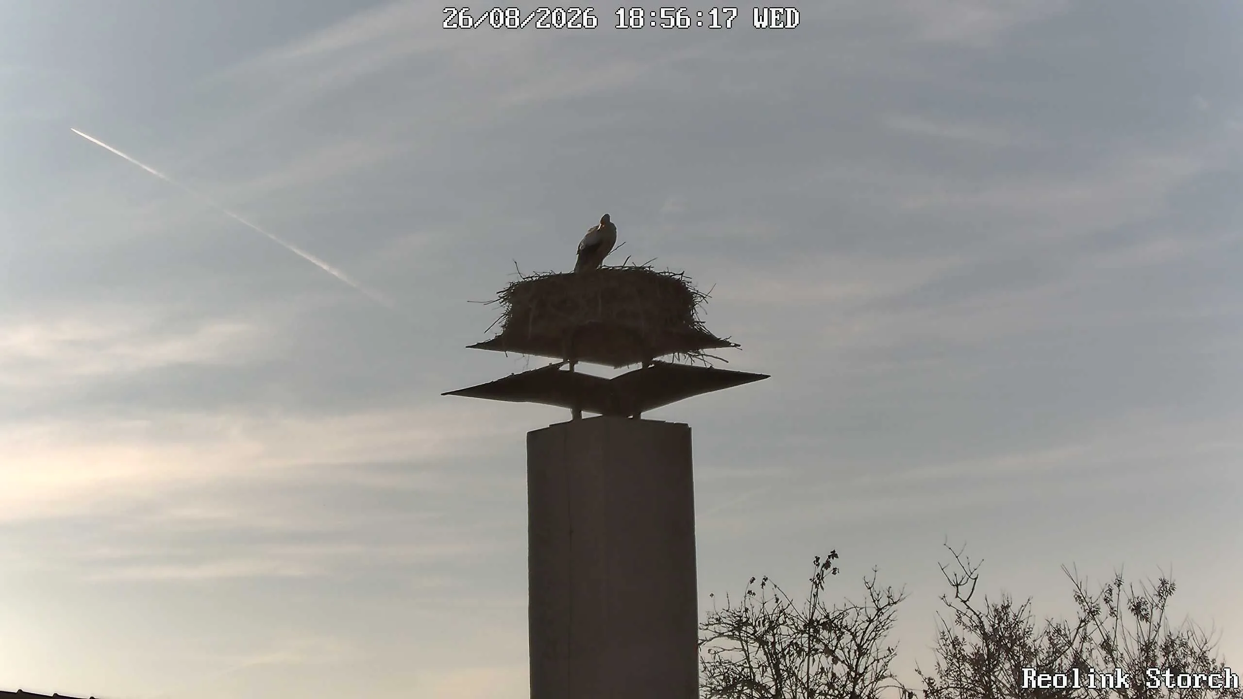 Storchencam Bild