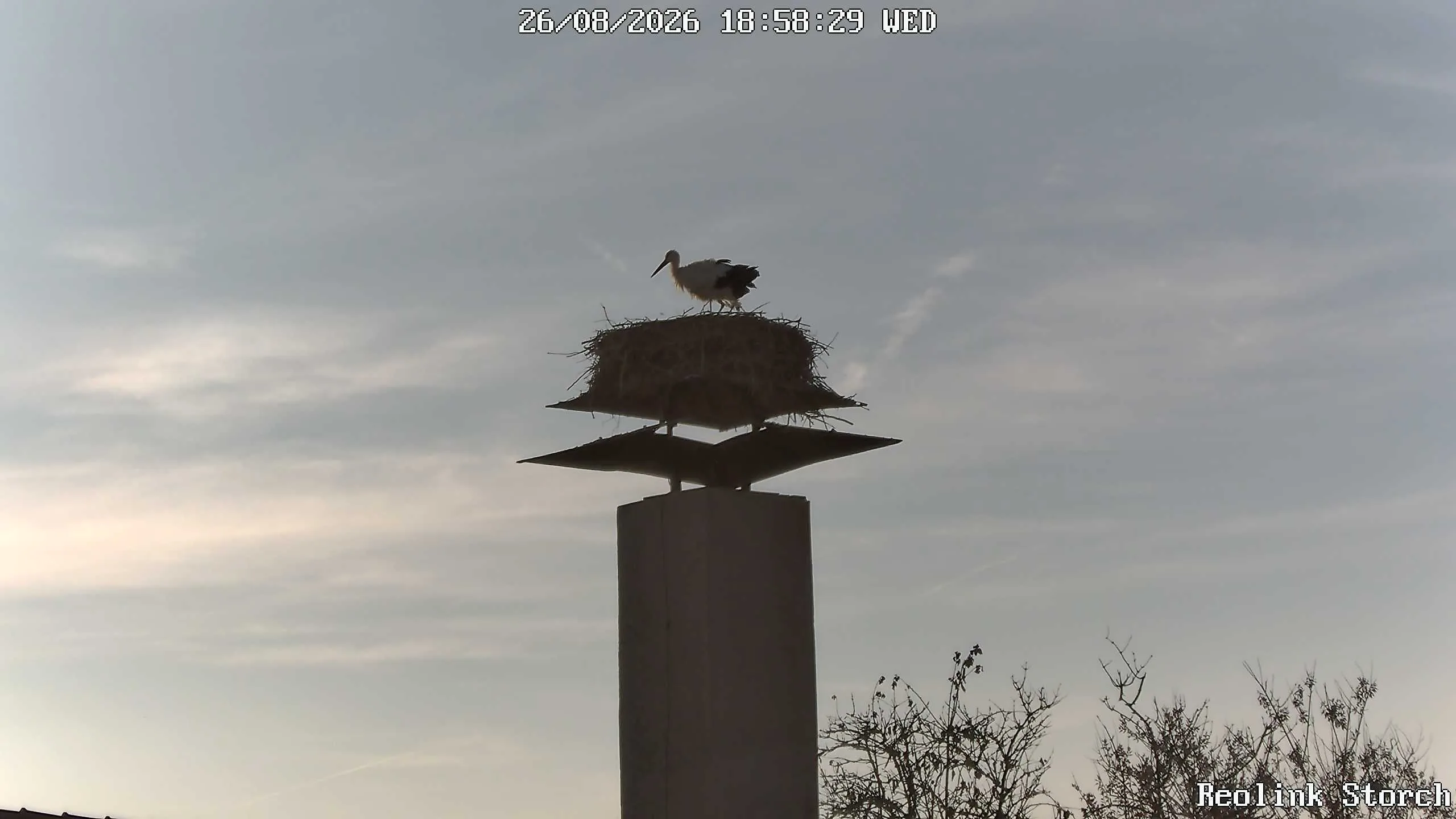 Storchencam Bild