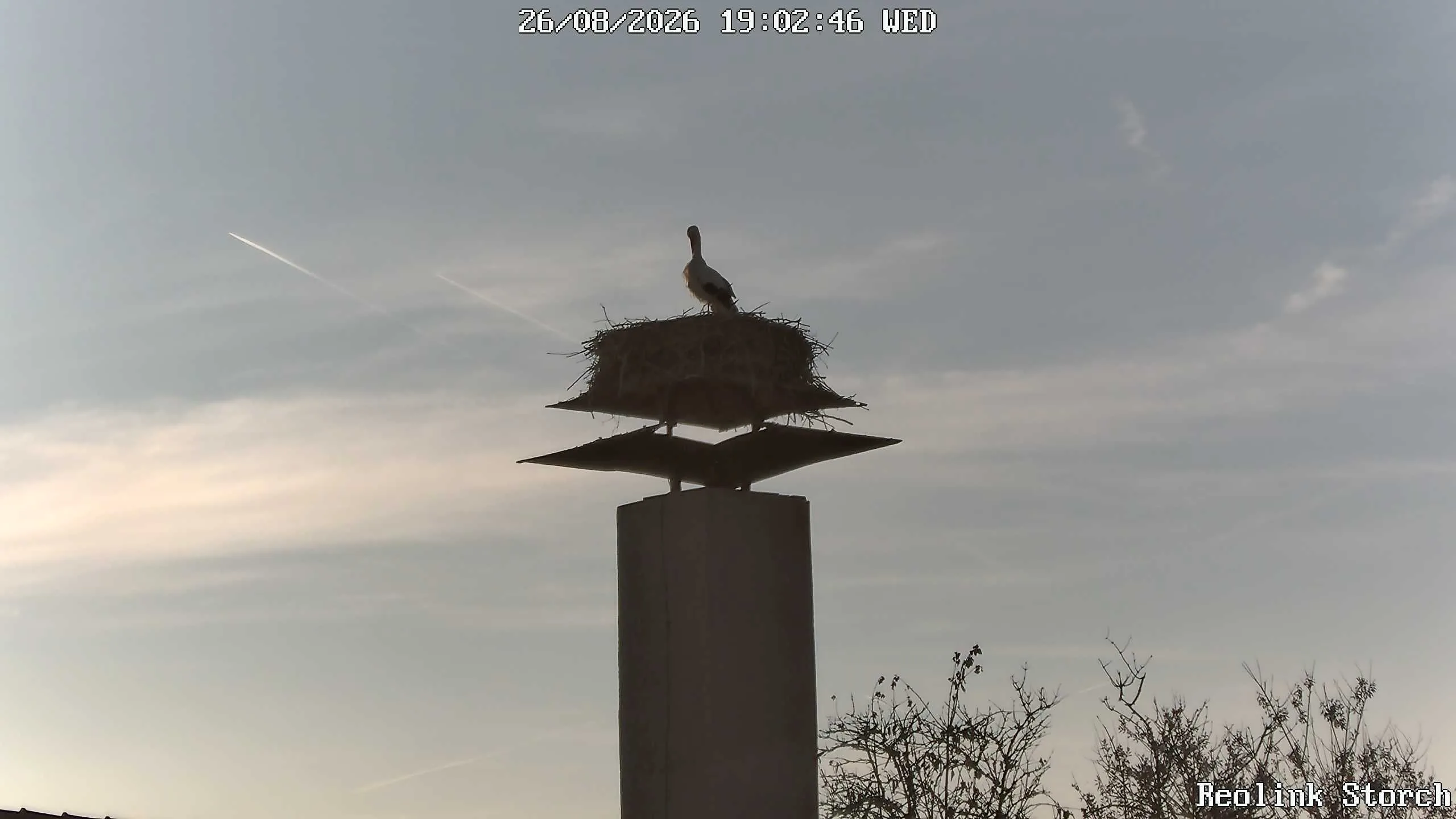 Storchencam Bild