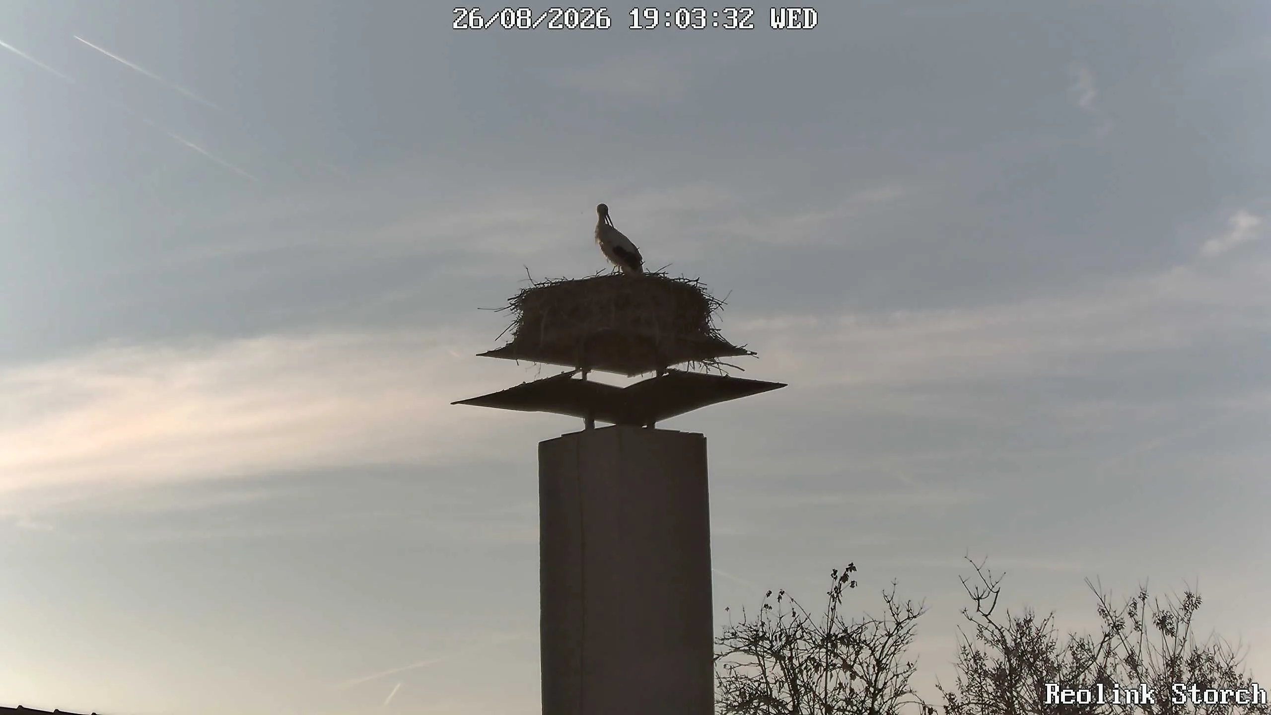Storchencam Bild