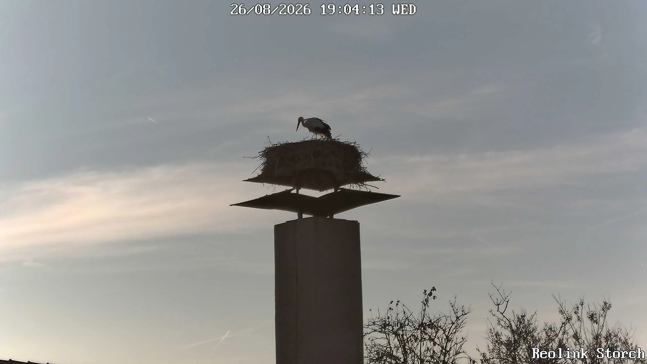 Storchencam Bild