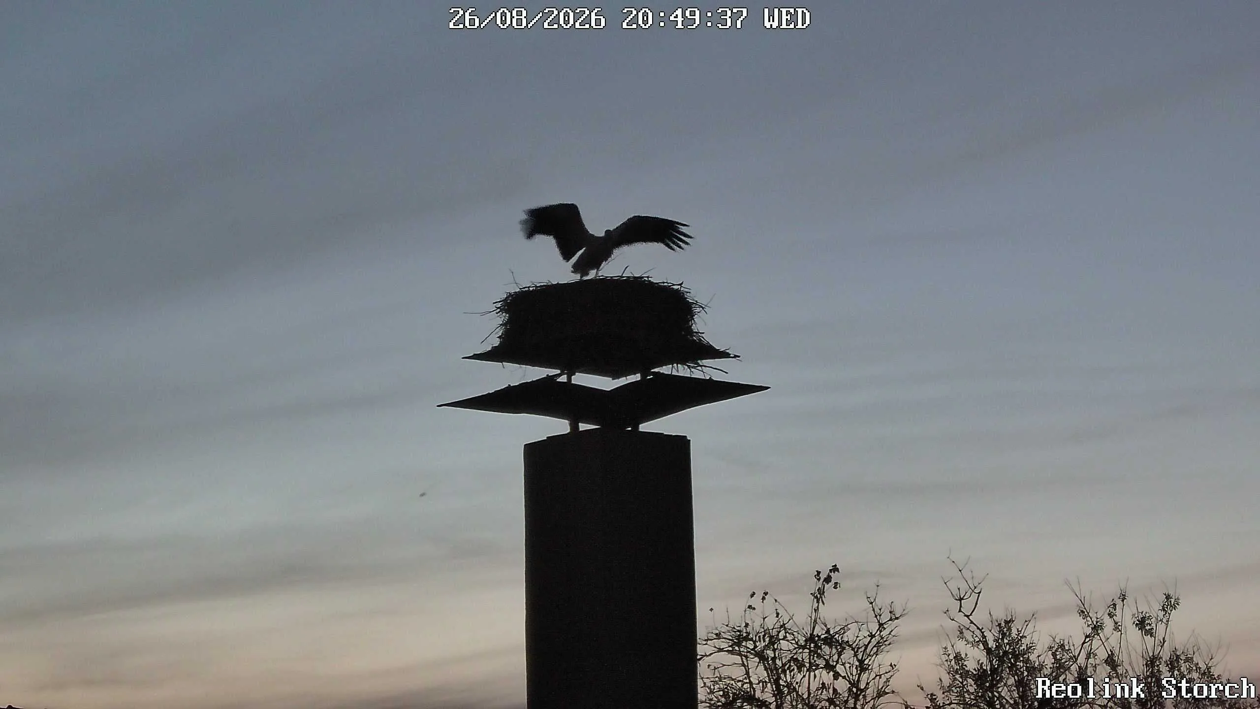Storchencam Bild