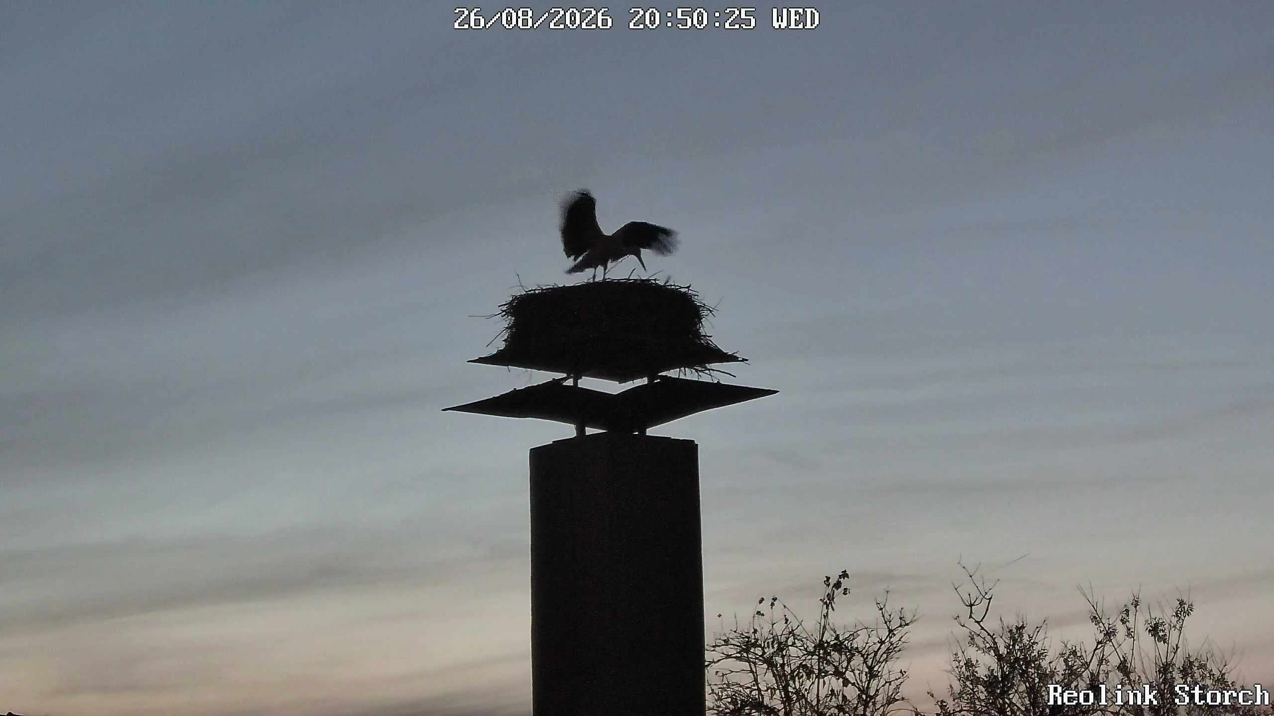 Storchencam Bild