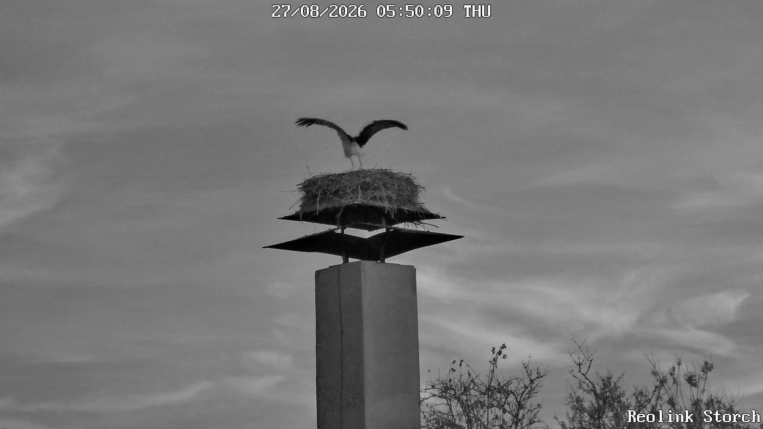 Storchencam Bild