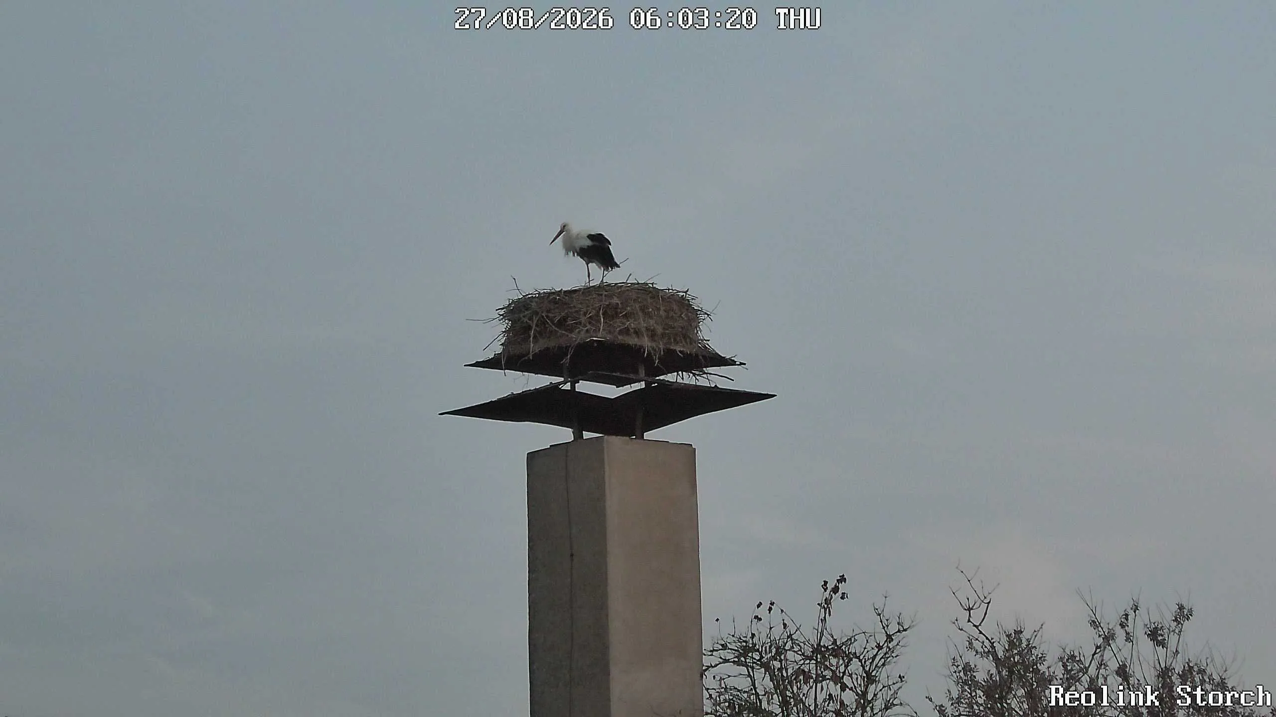 Storchencam Bild