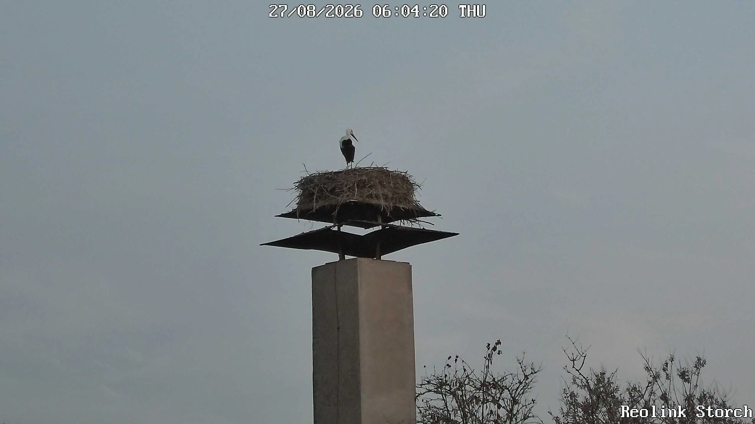 Storchencam Bild