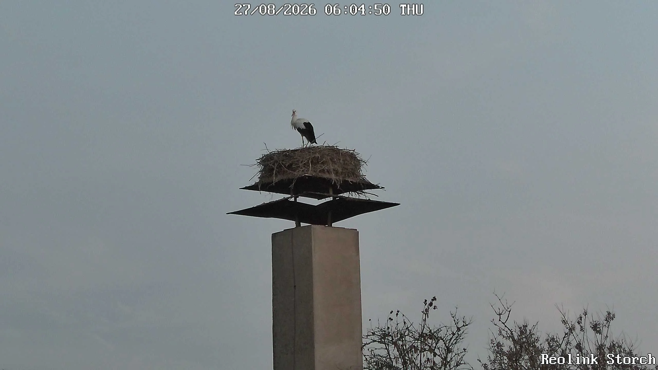 Storchencam Bild