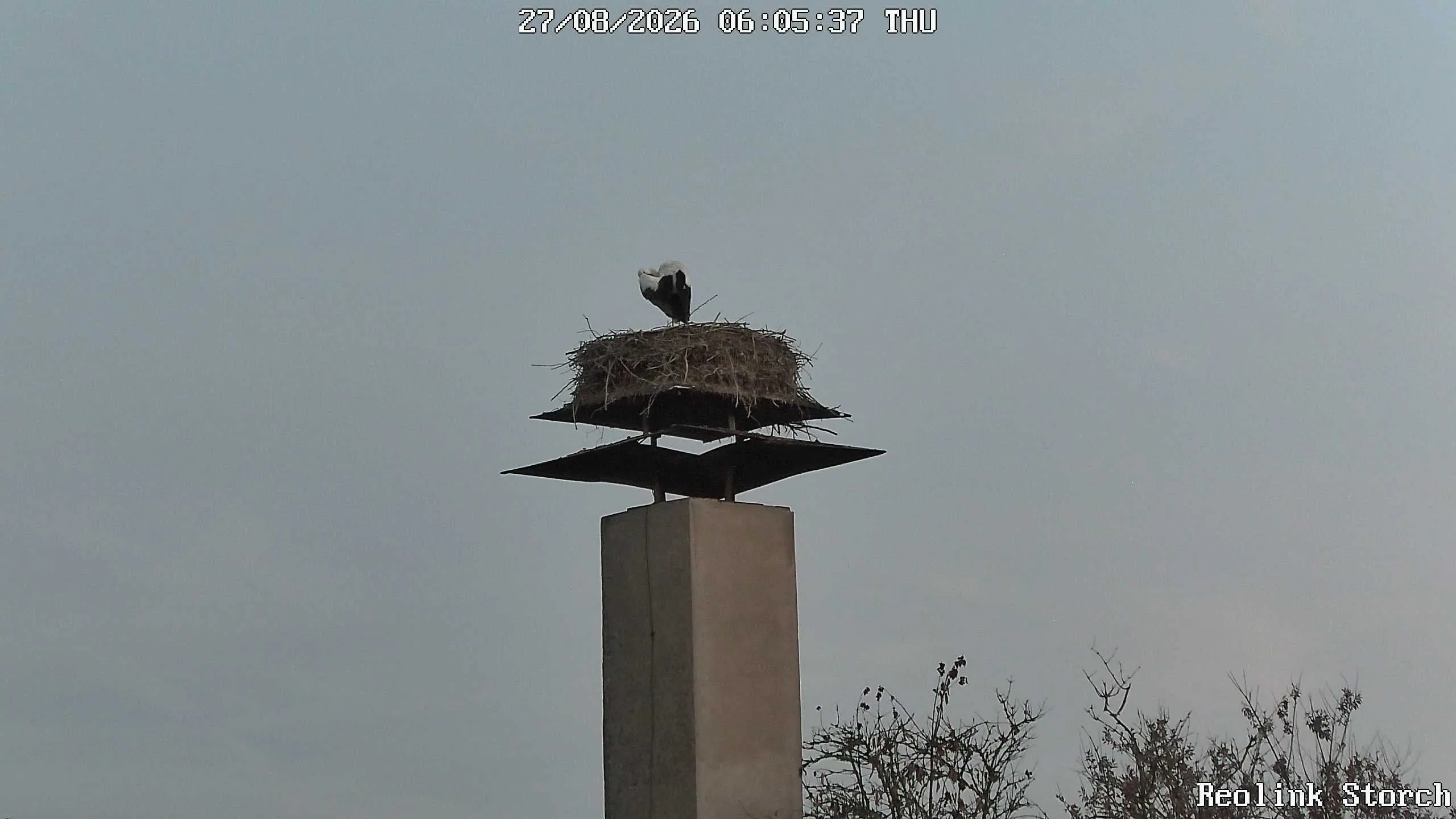 Storchencam Bild