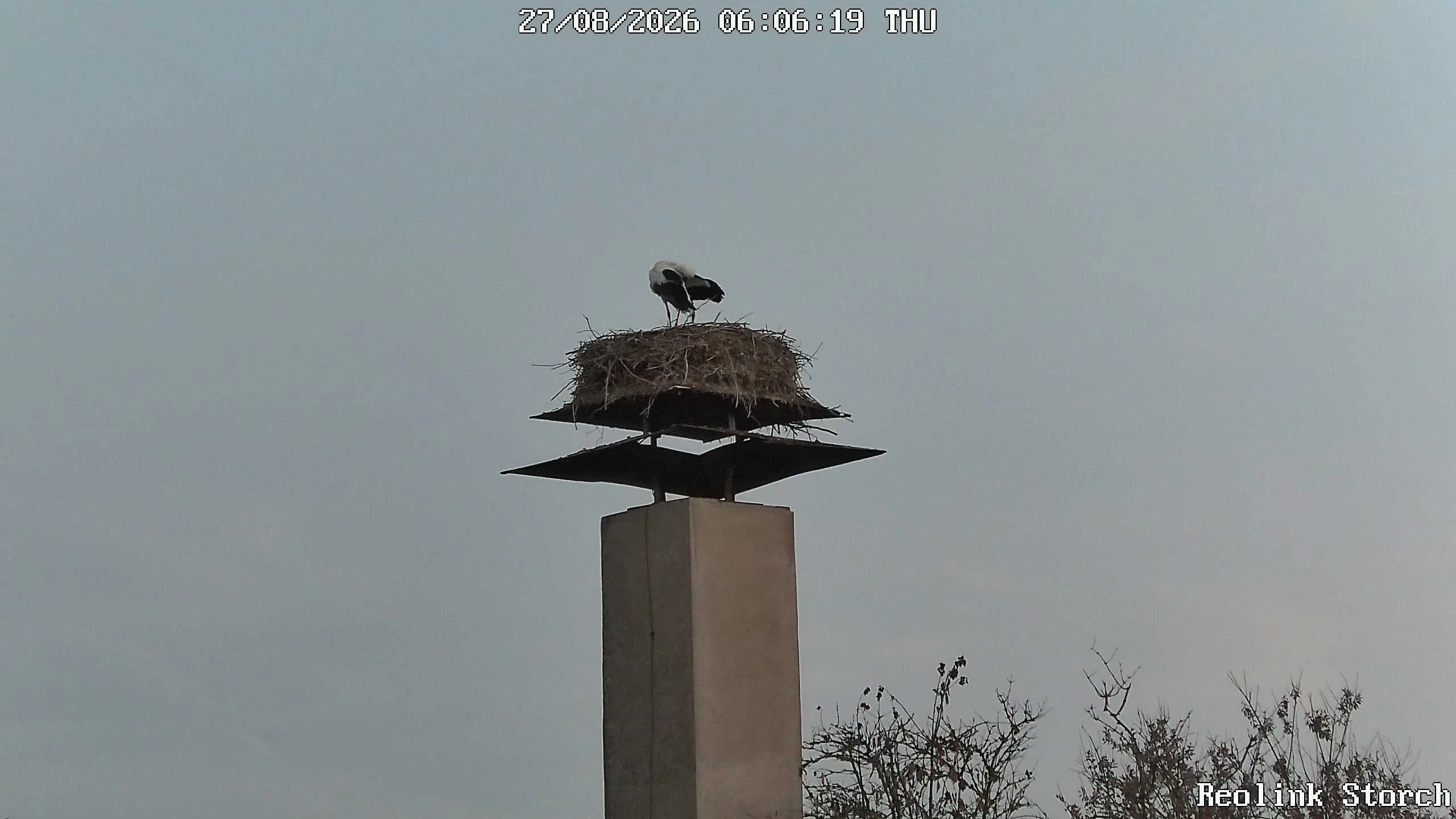 Storchencam Bild