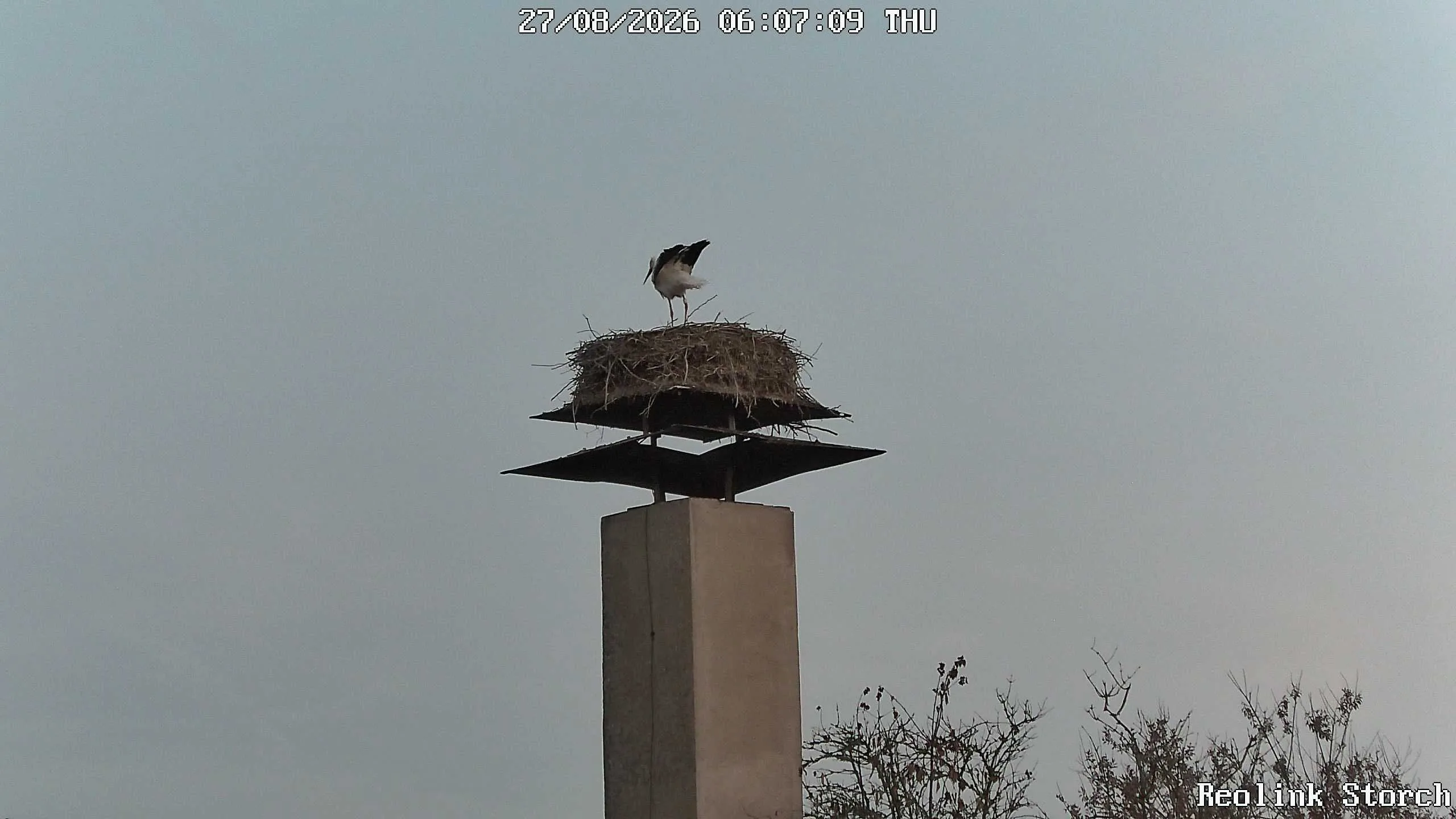 Storchencam Bild
