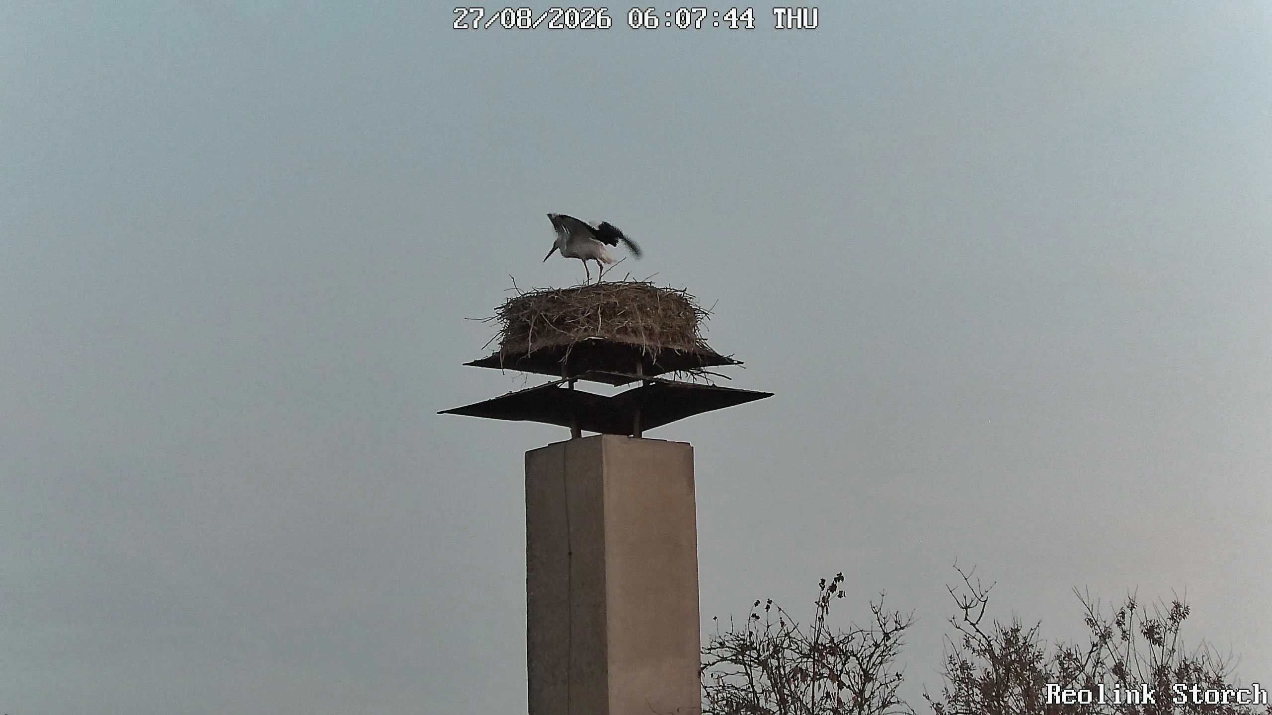 Storchencam Bild