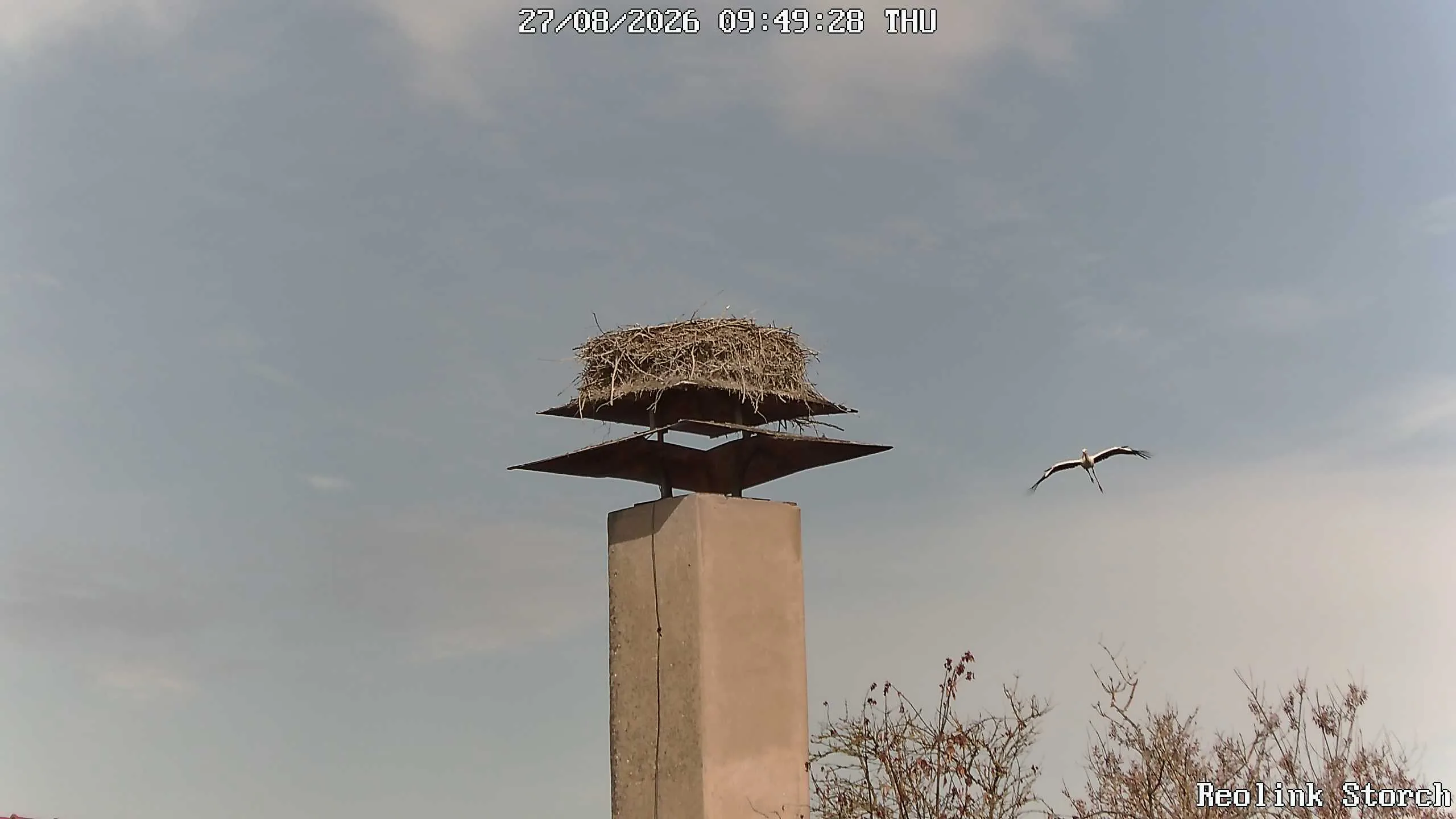 Storchencam Bild