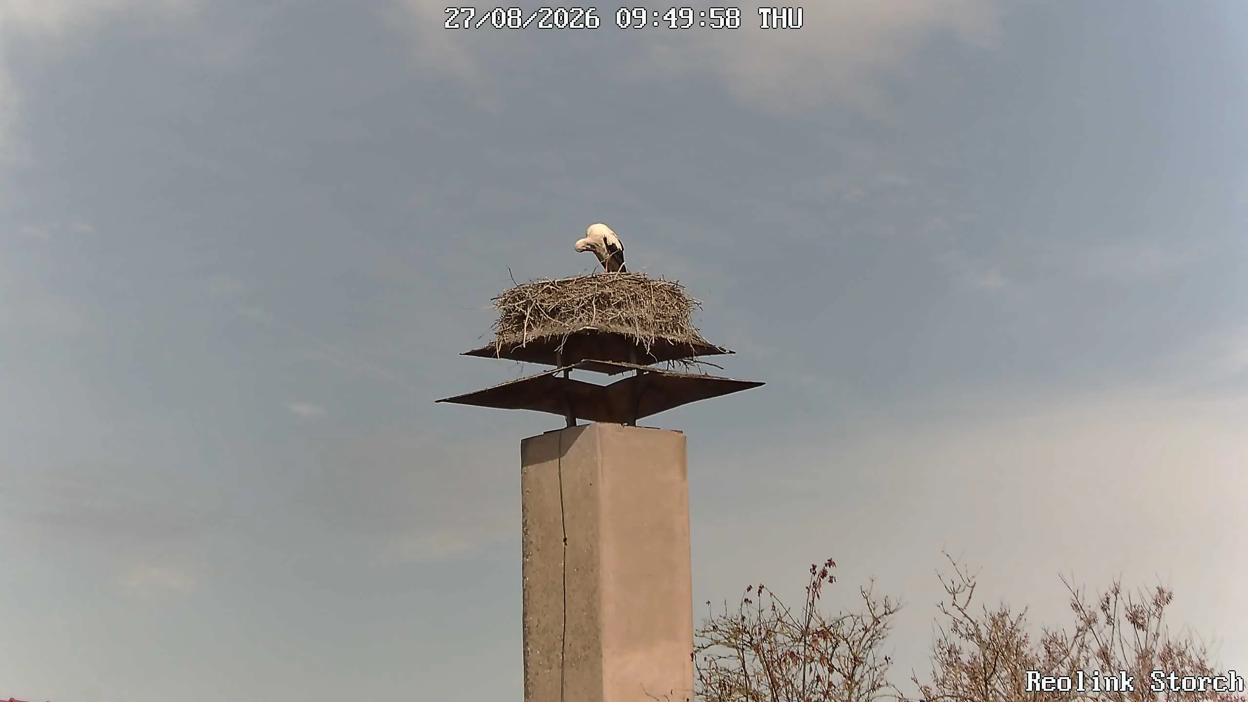 Storchencam Bild