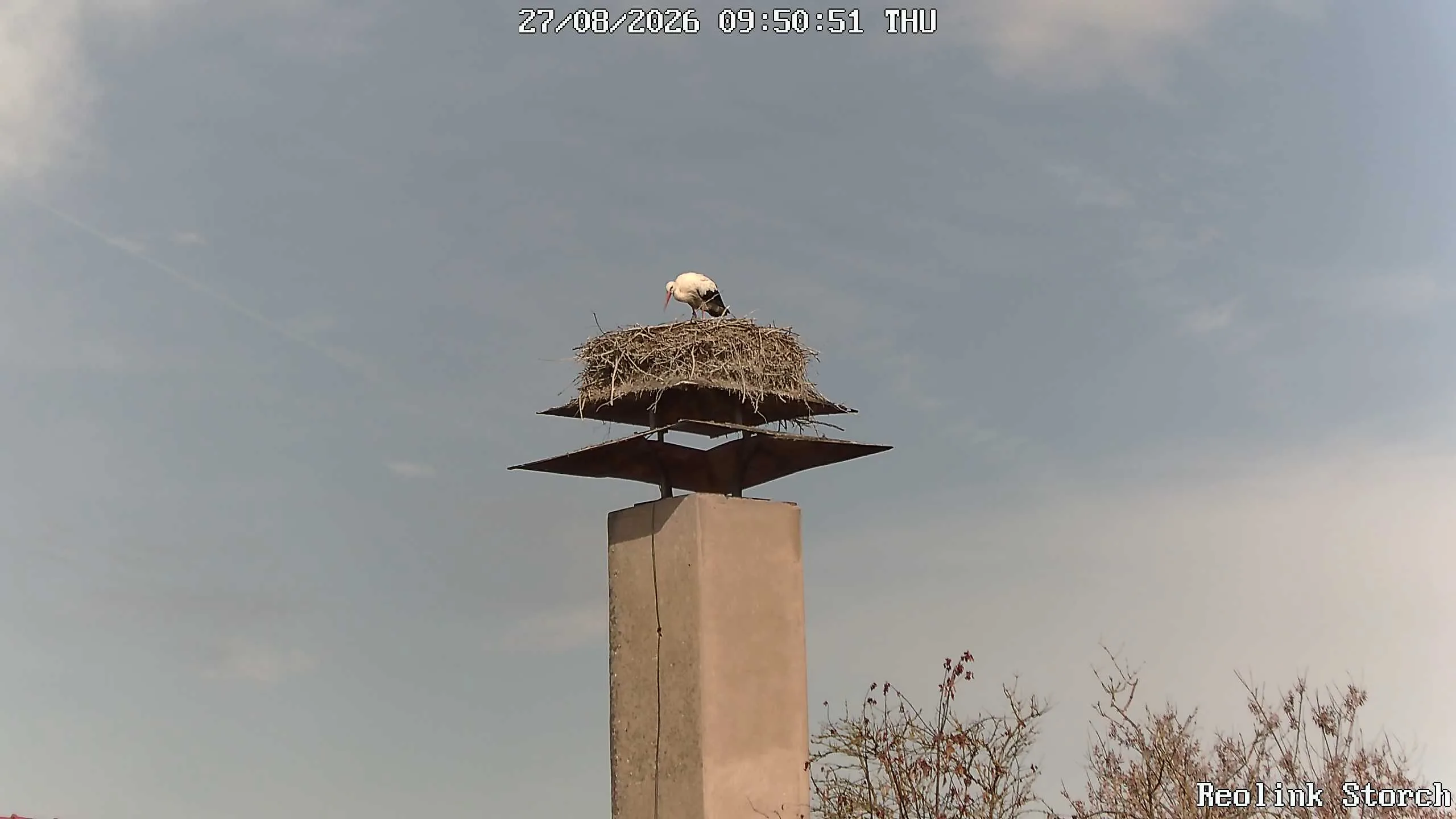 Storchencam Bild