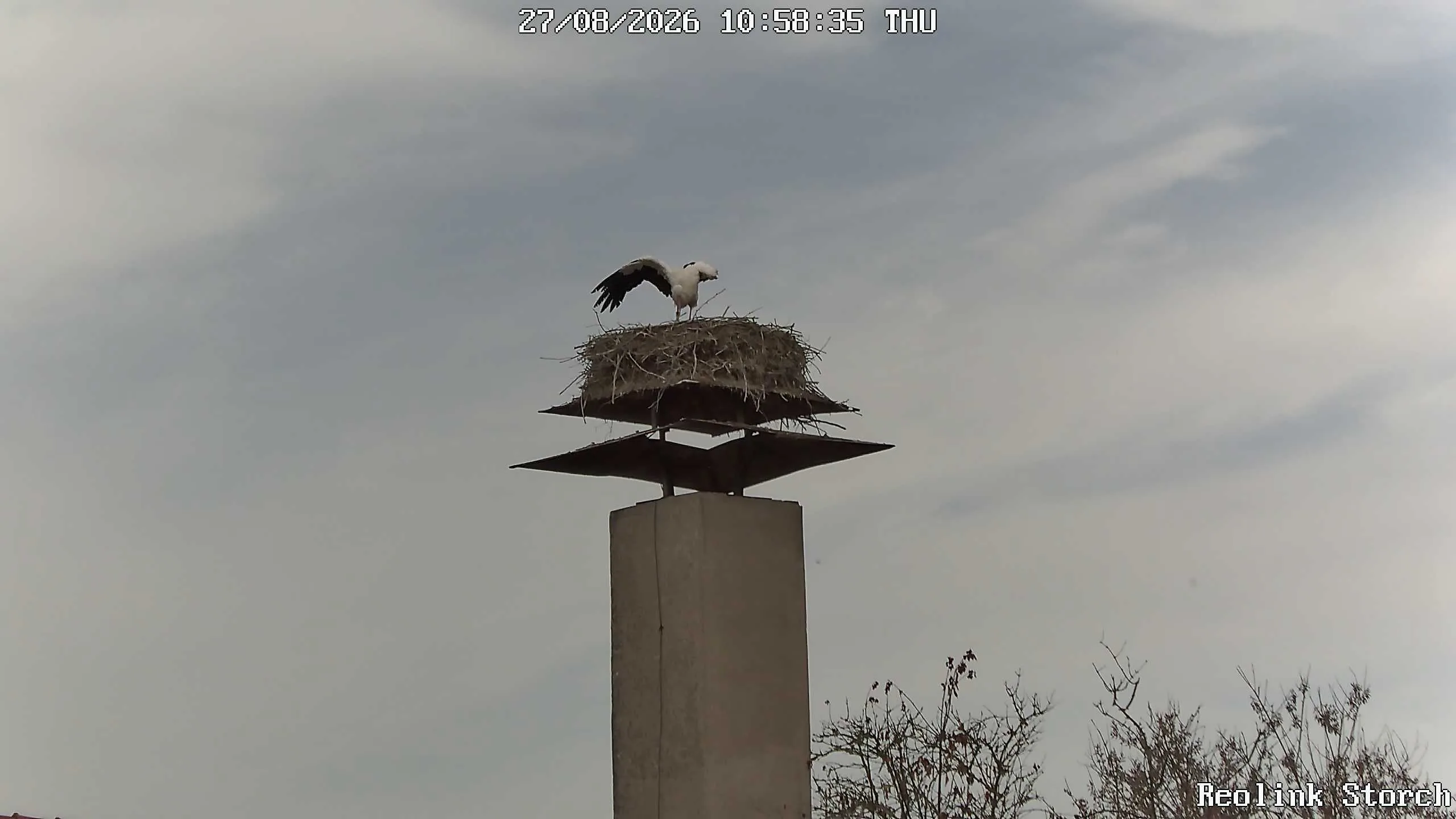 Storchencam Bild