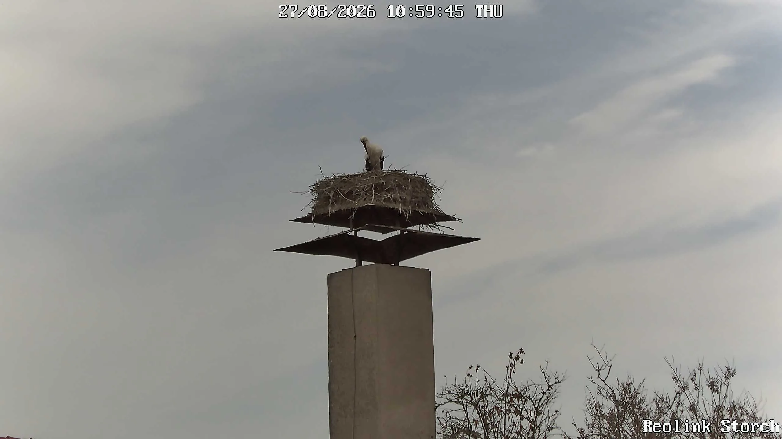 Storchencam Bild