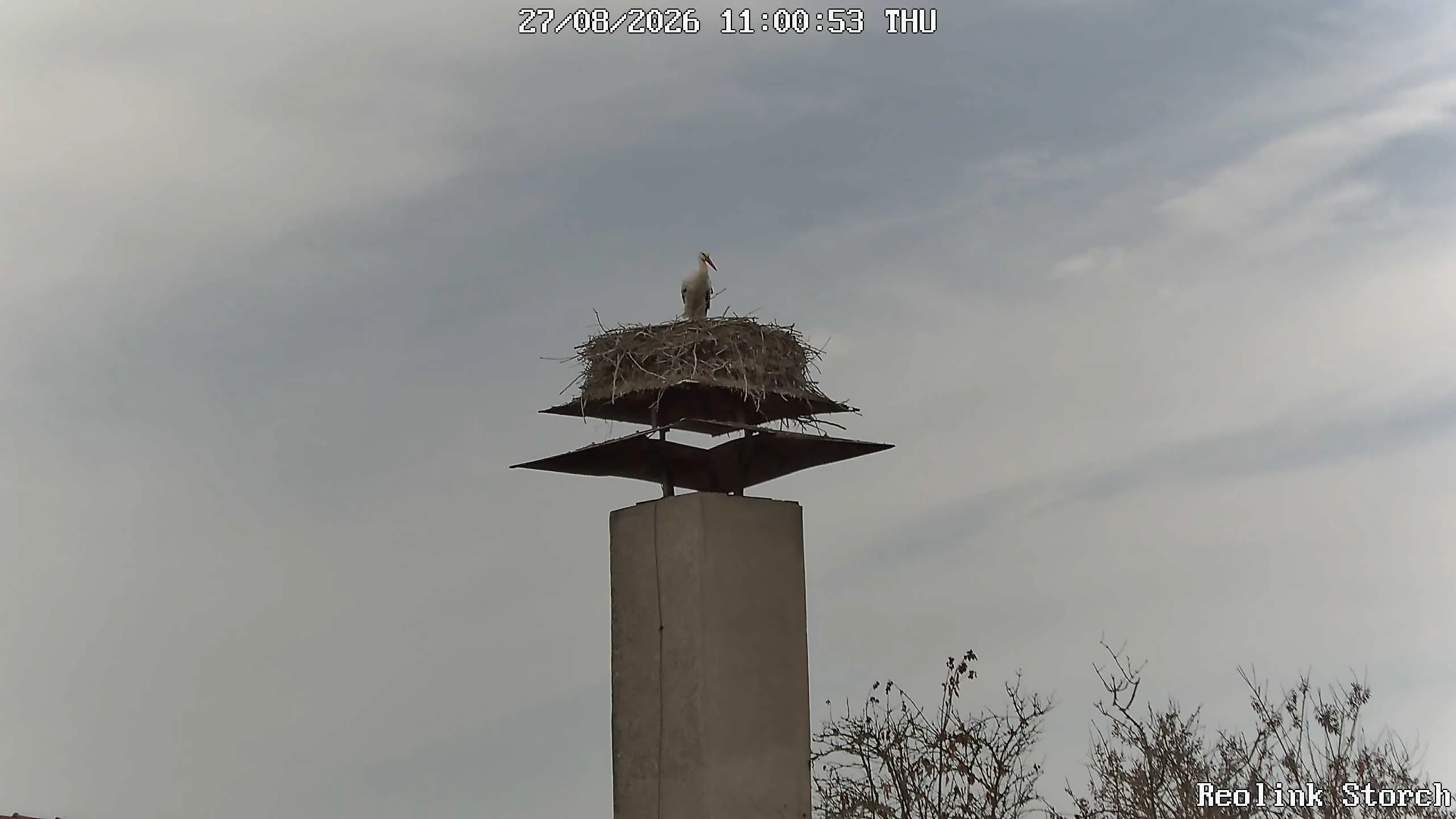 Storchencam Bild