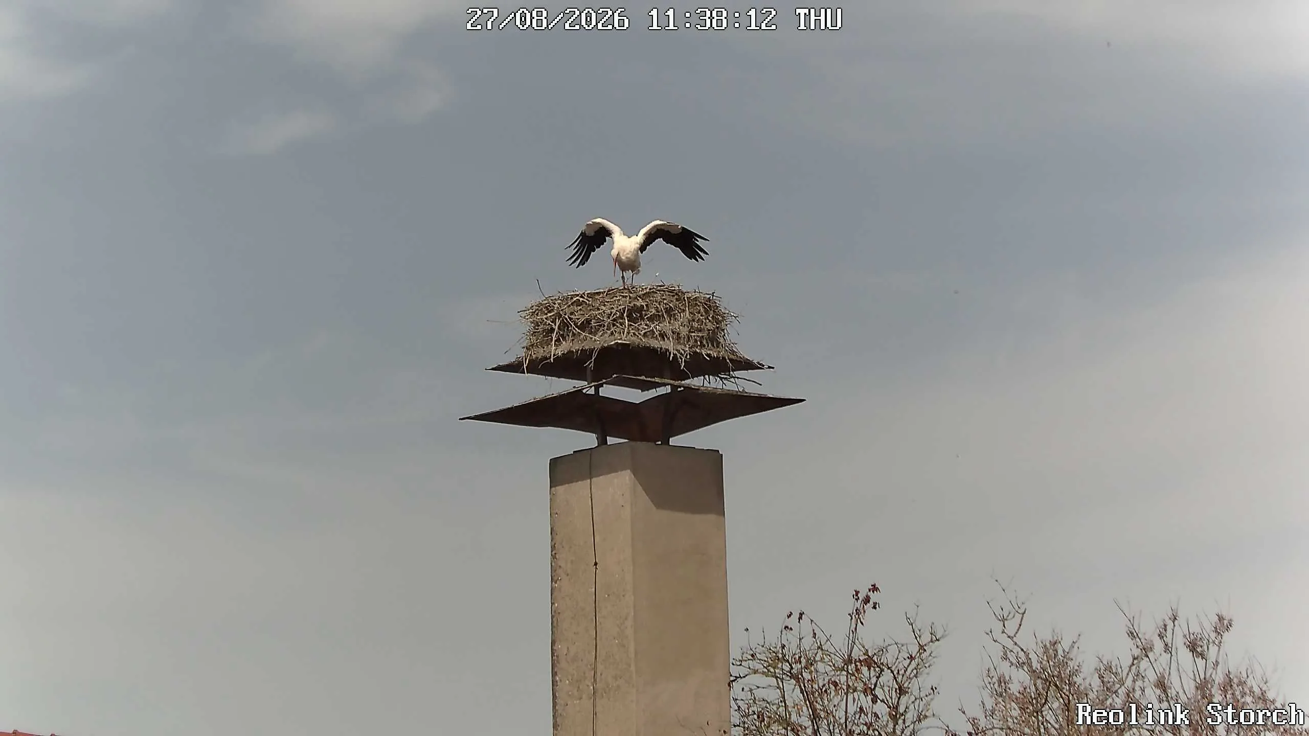 Storchencam Bild