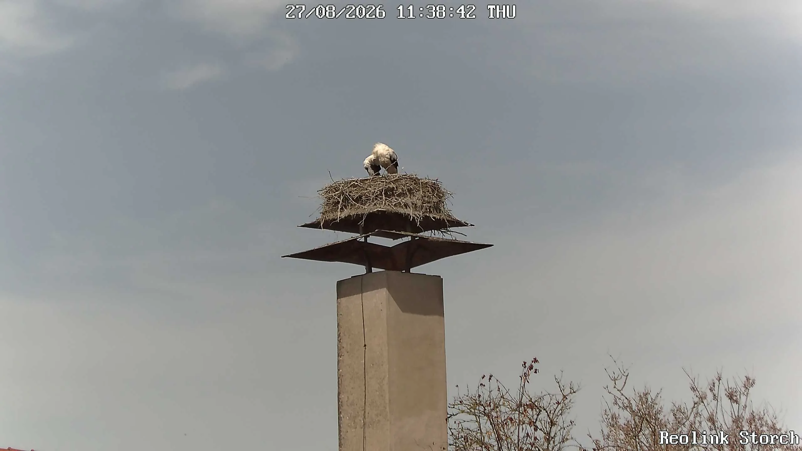 Storchencam Bild