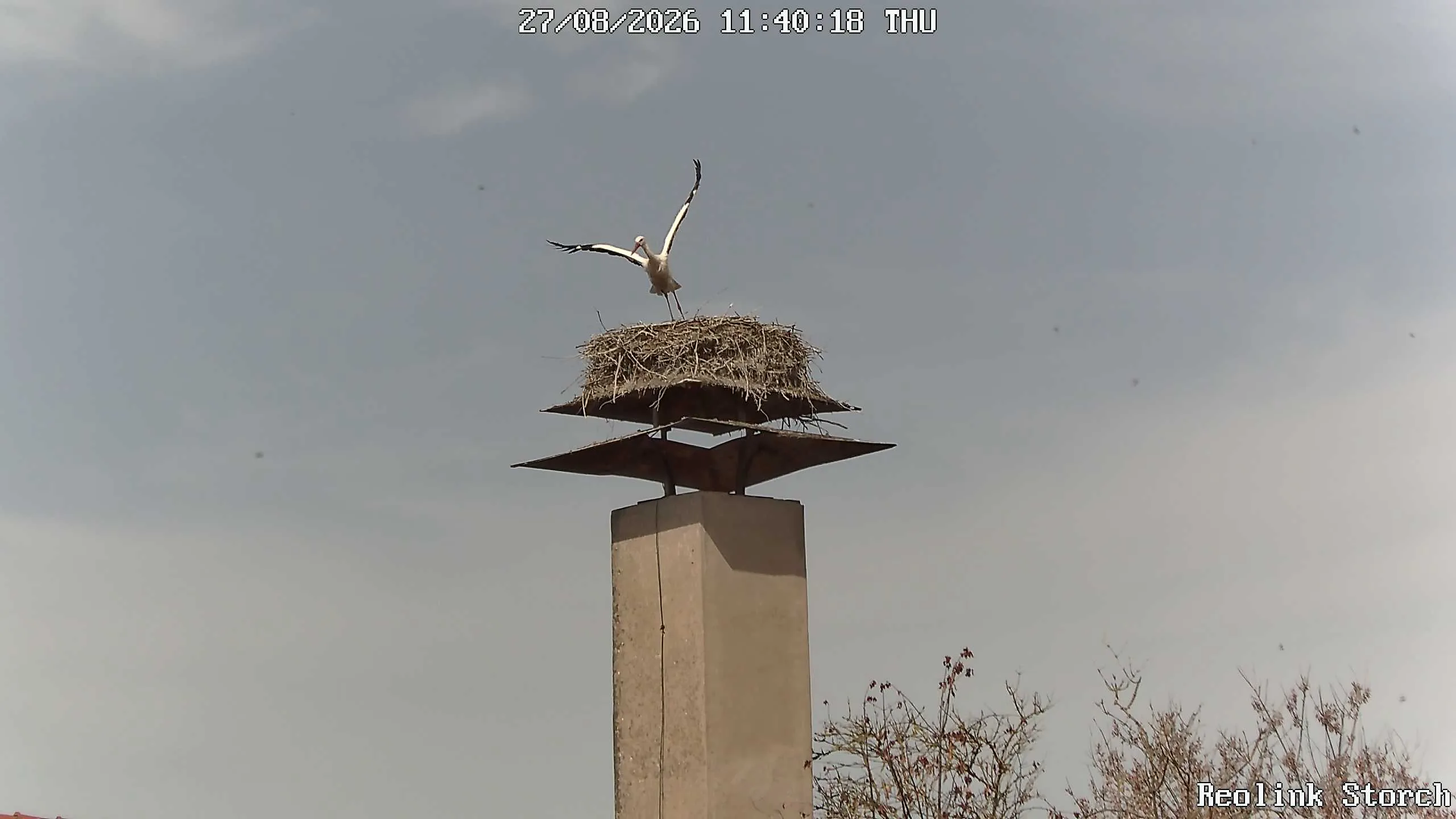 Storchencam Bild