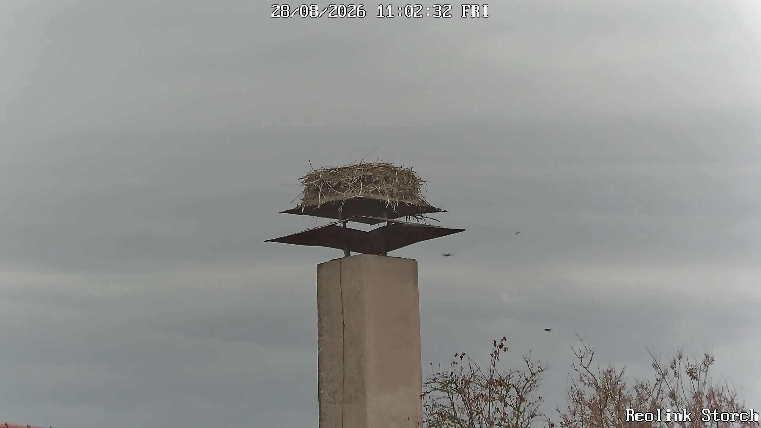 Storchencam Bild