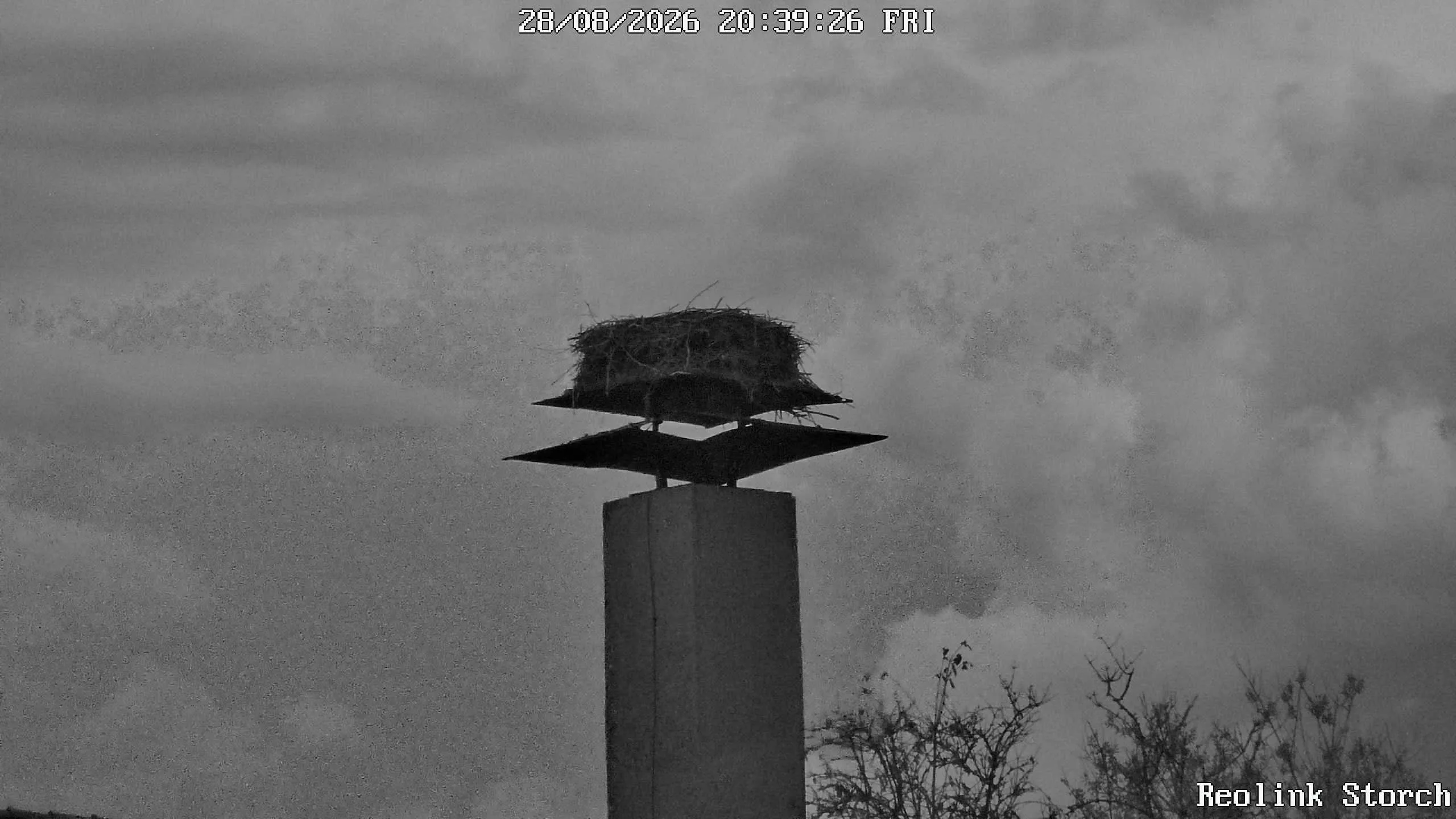 Storchencam Bild