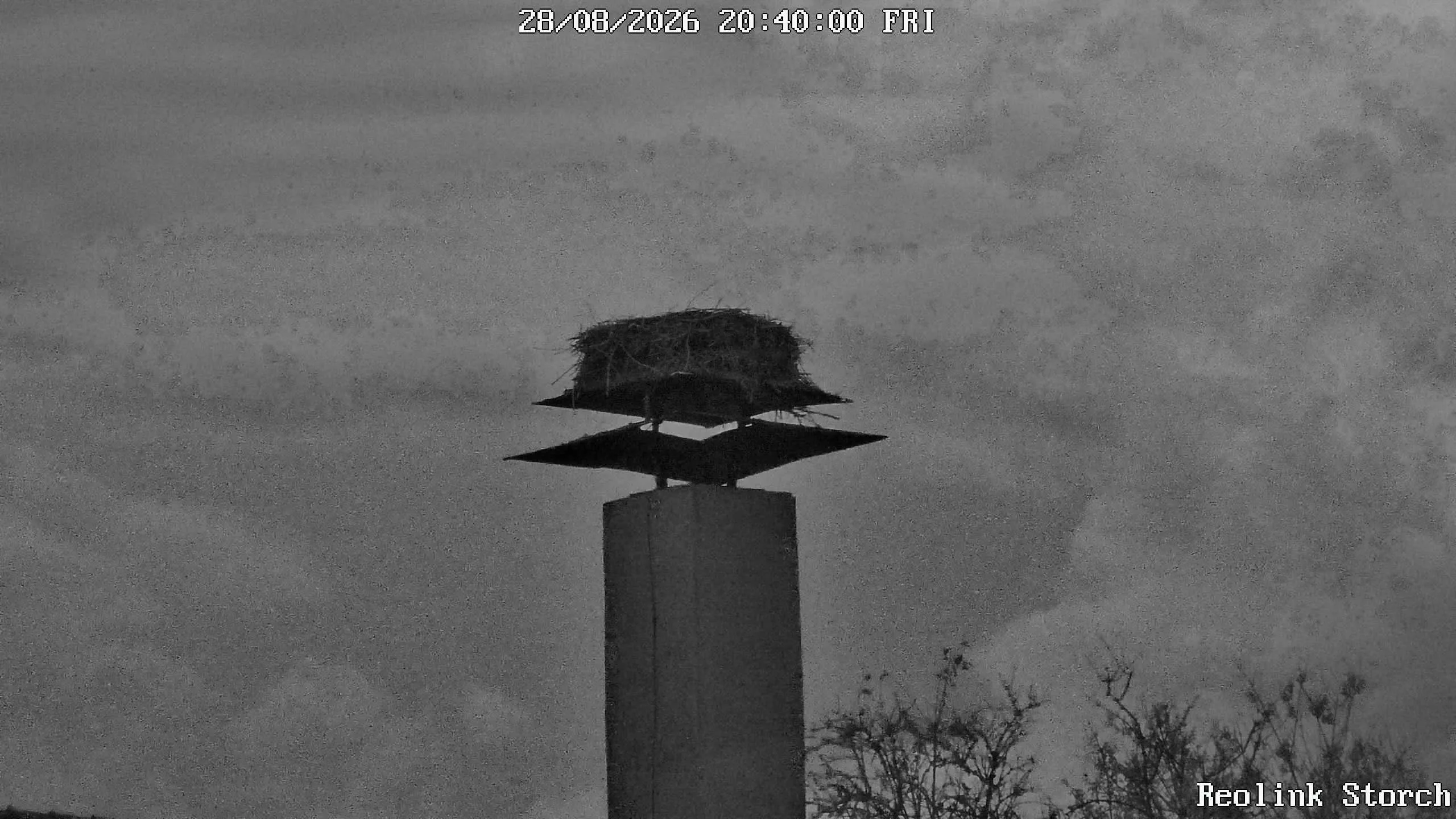 Storchencam Bild