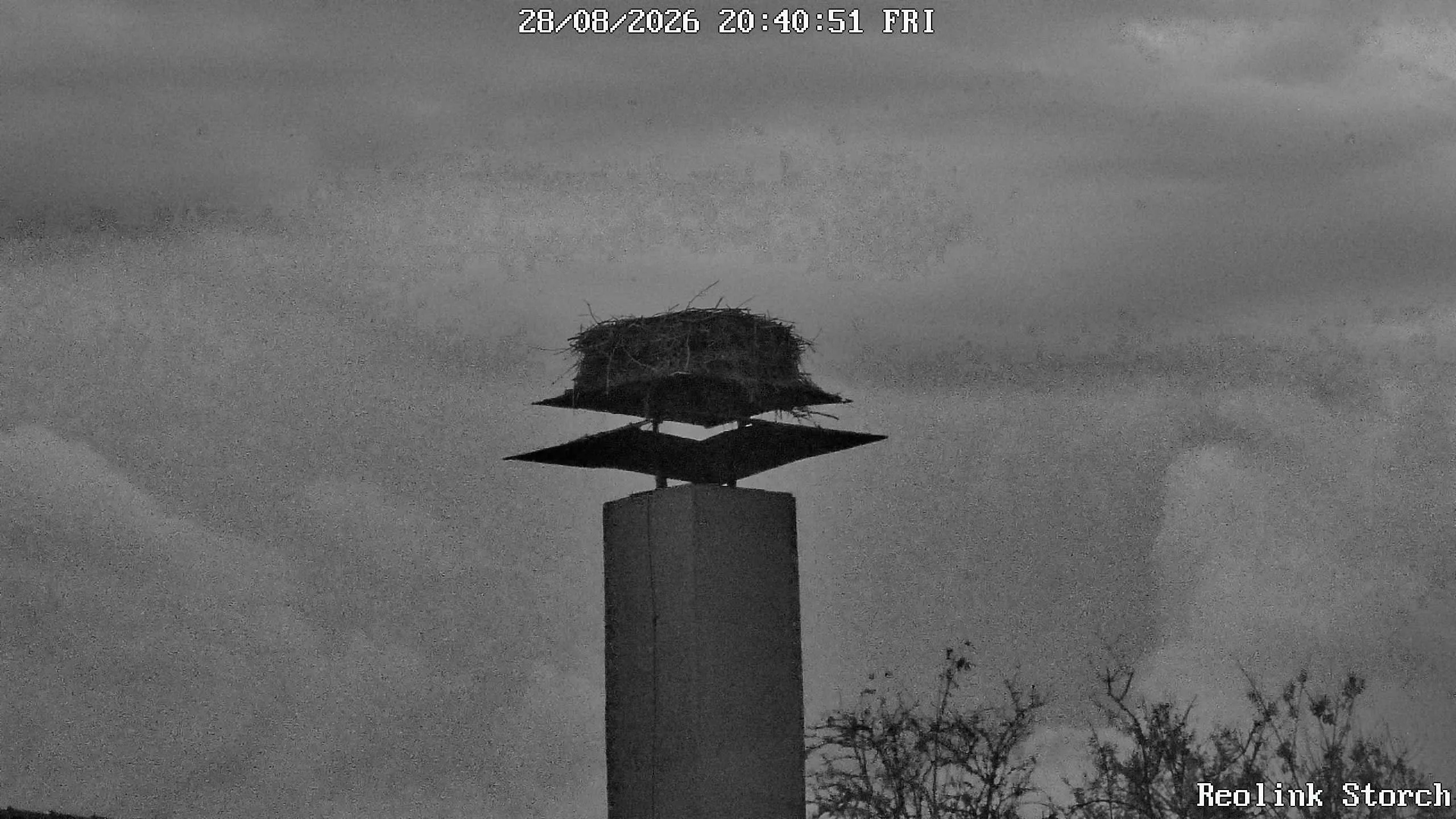 Storchencam Bild