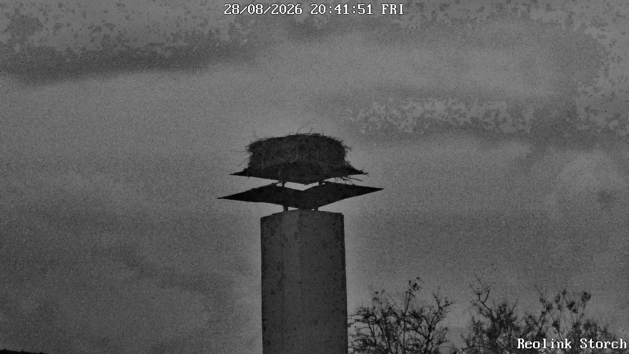 Storchencam Bild
