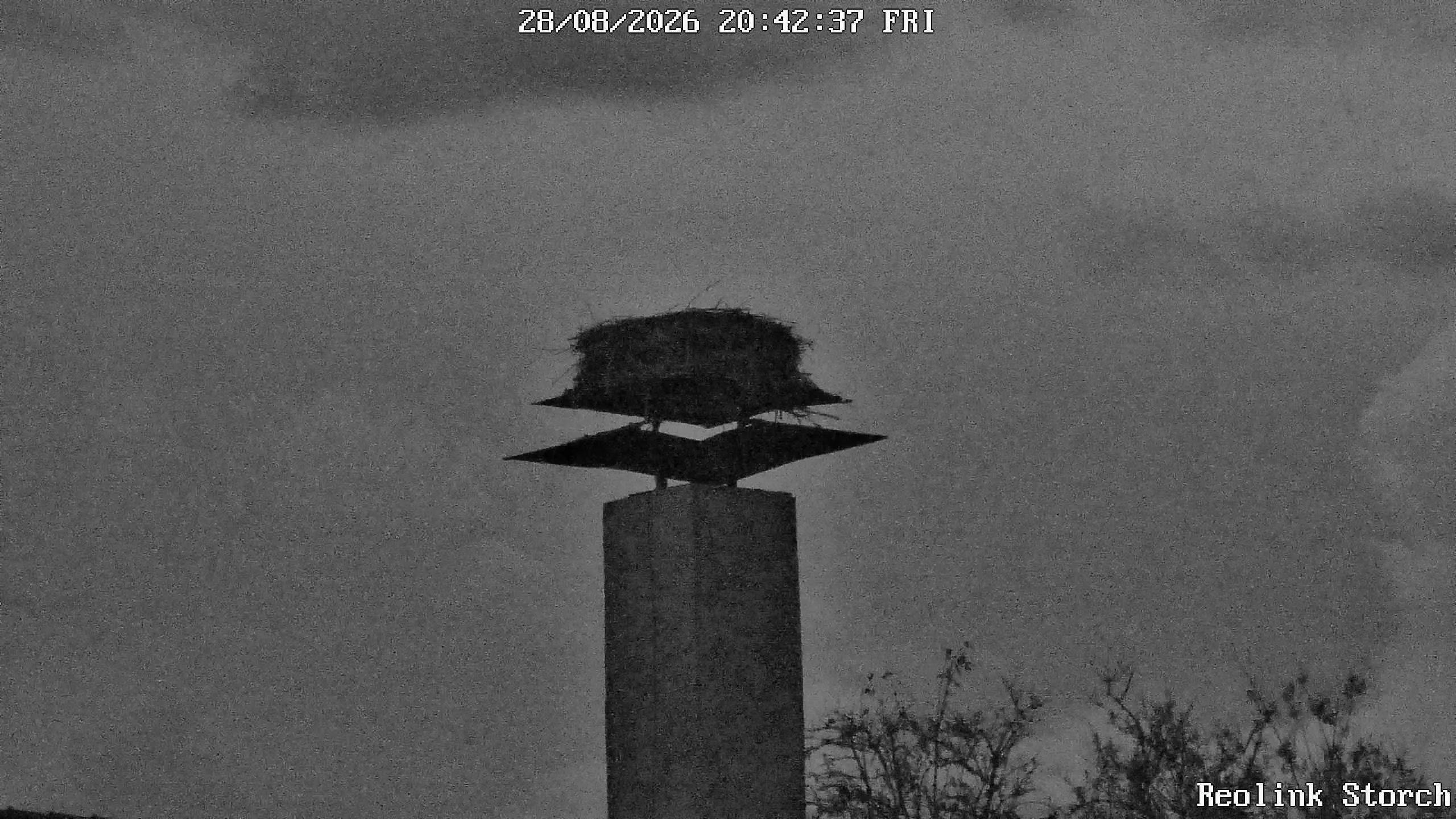 Storchencam Bild