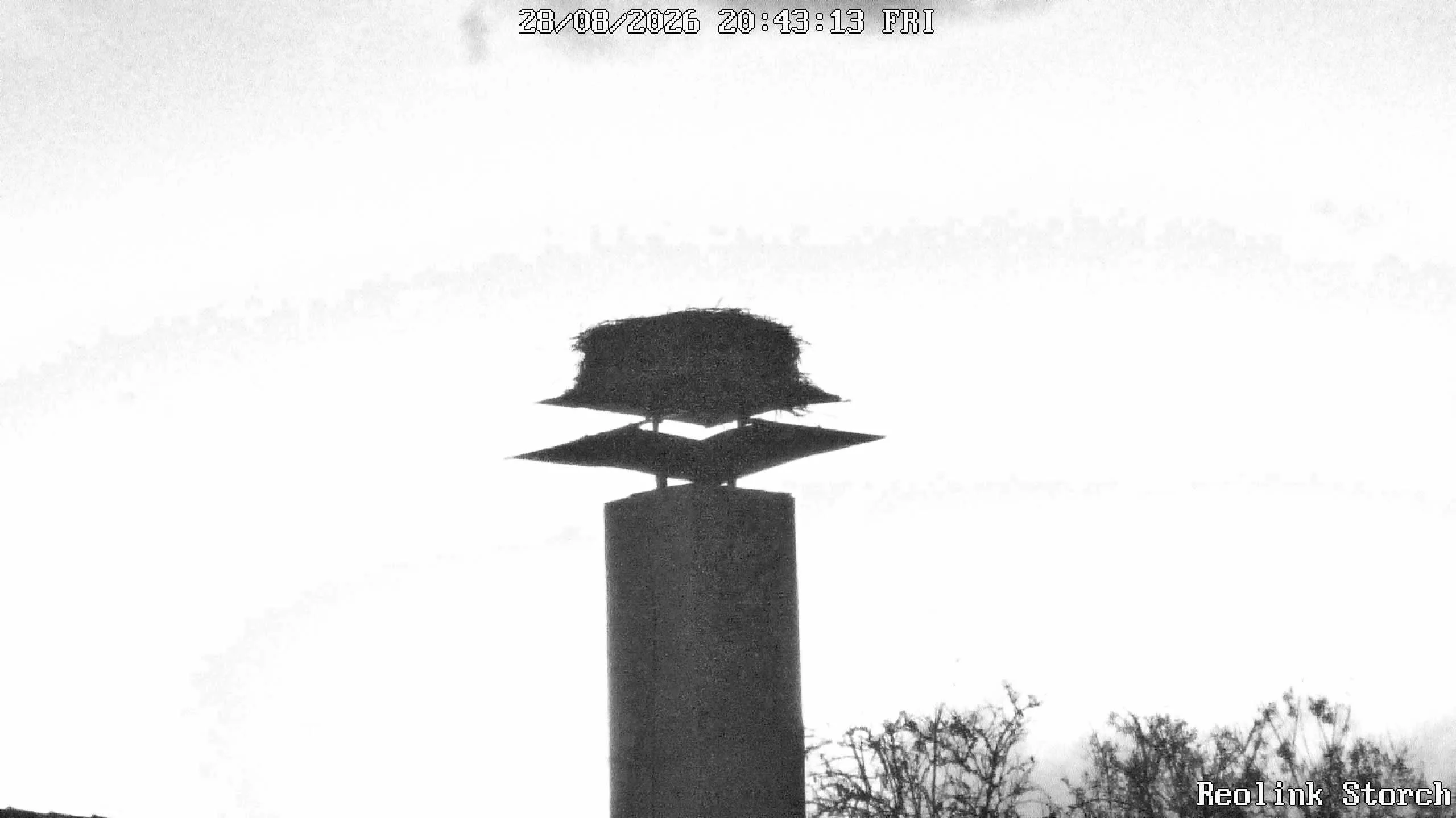 Storchencam Bild