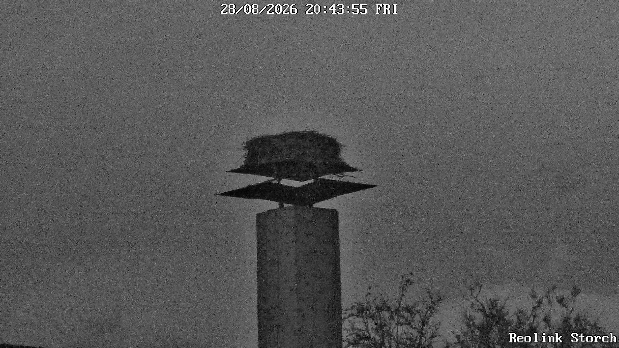 Storchencam Bild