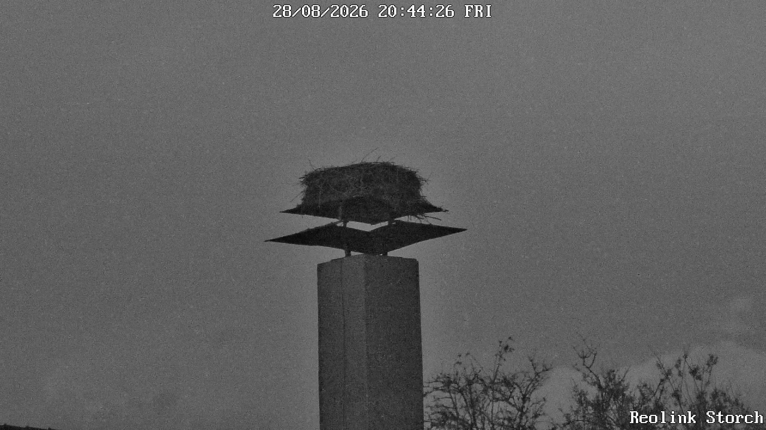 Storchencam Bild