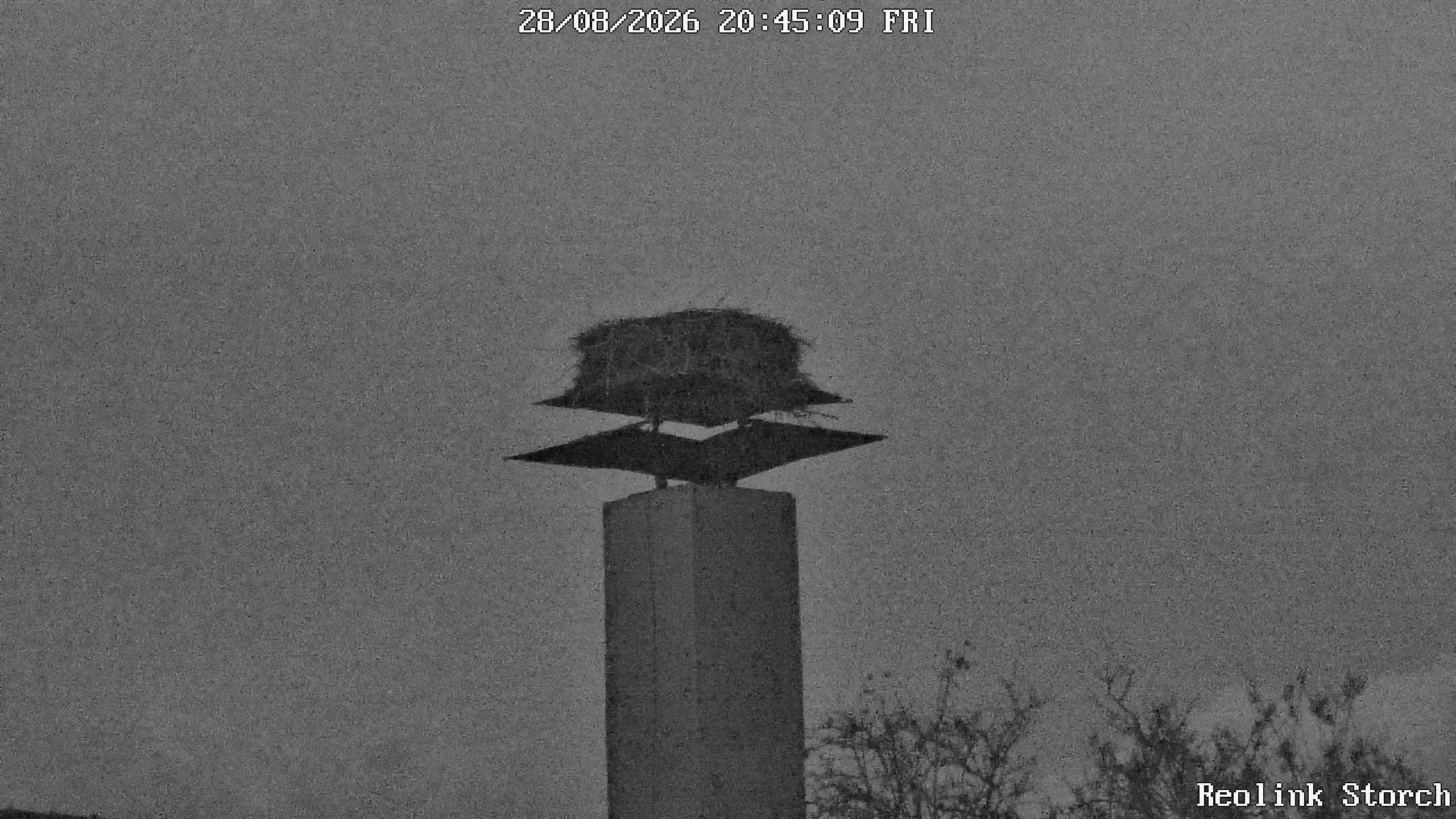 Storchencam Bild