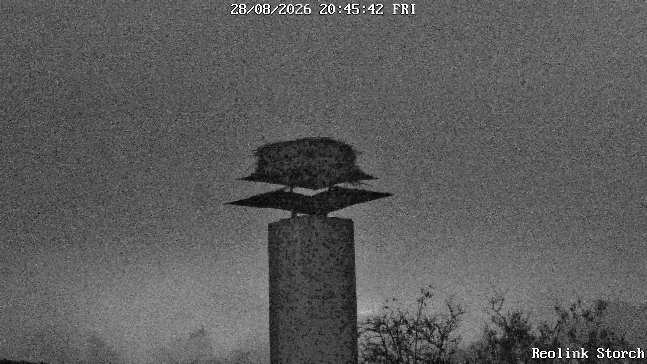 Storchencam Bild