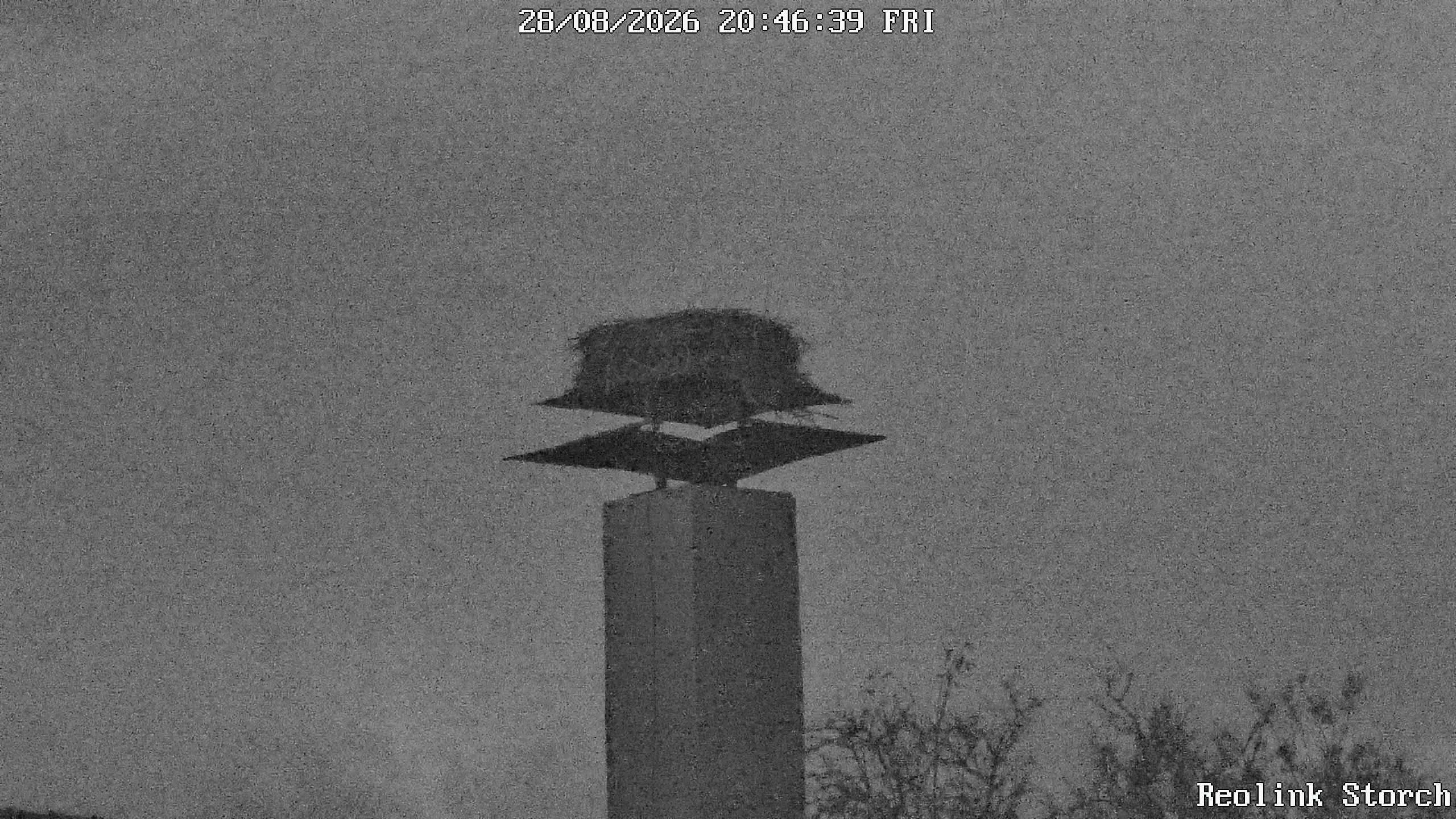 Storchencam Bild
