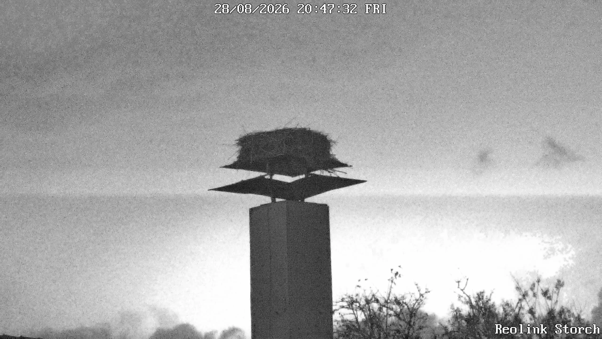 Storchencam Bild