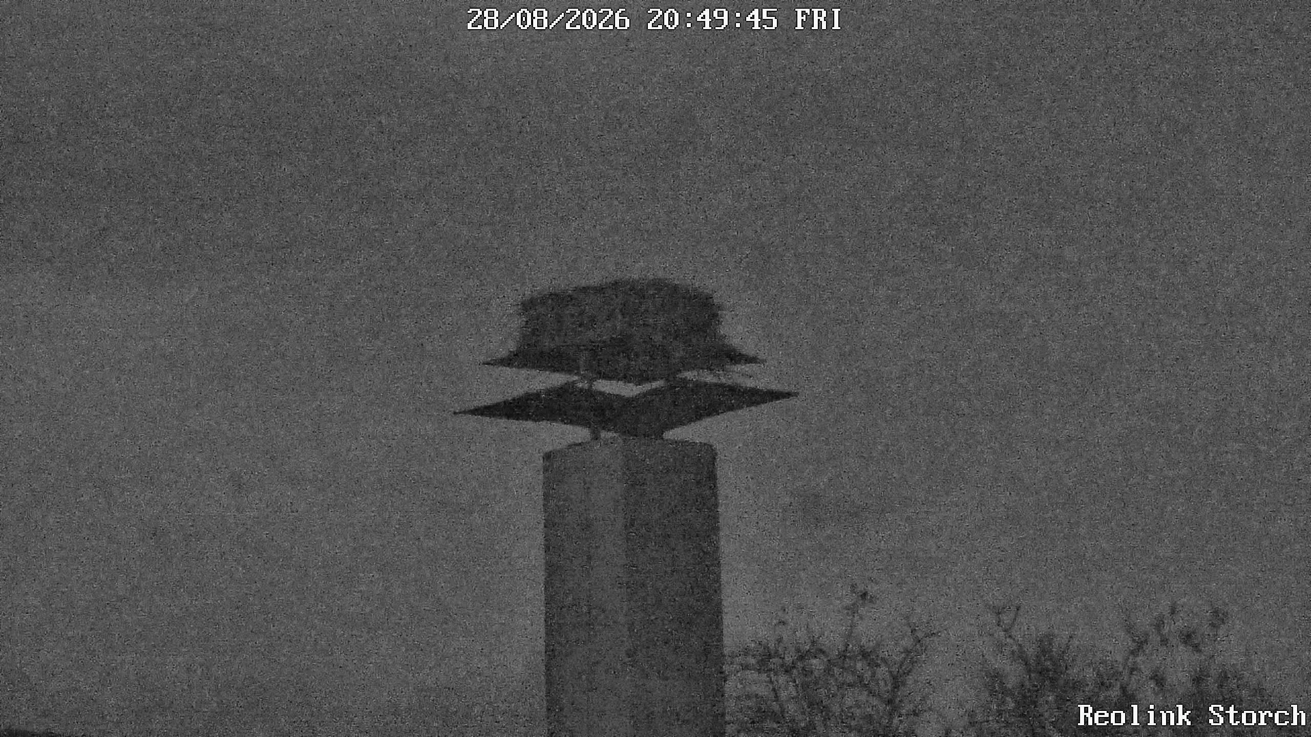 Storchencam Bild