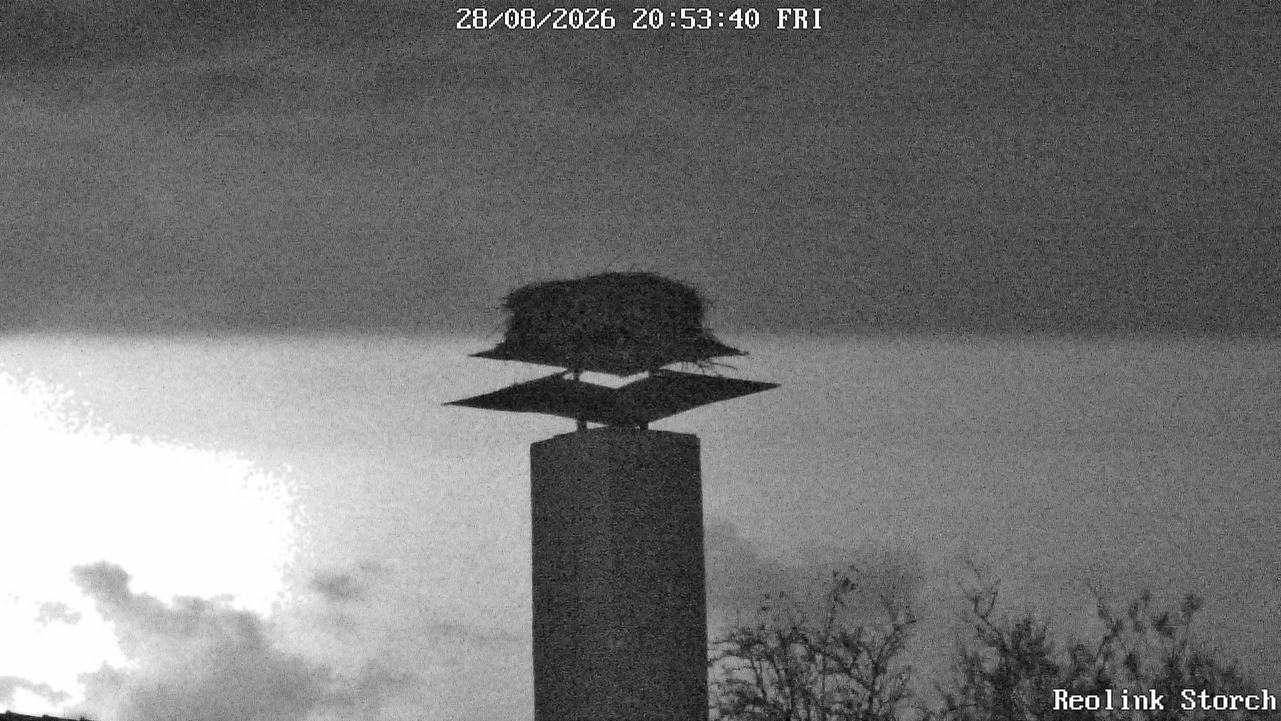 Storchencam Bild