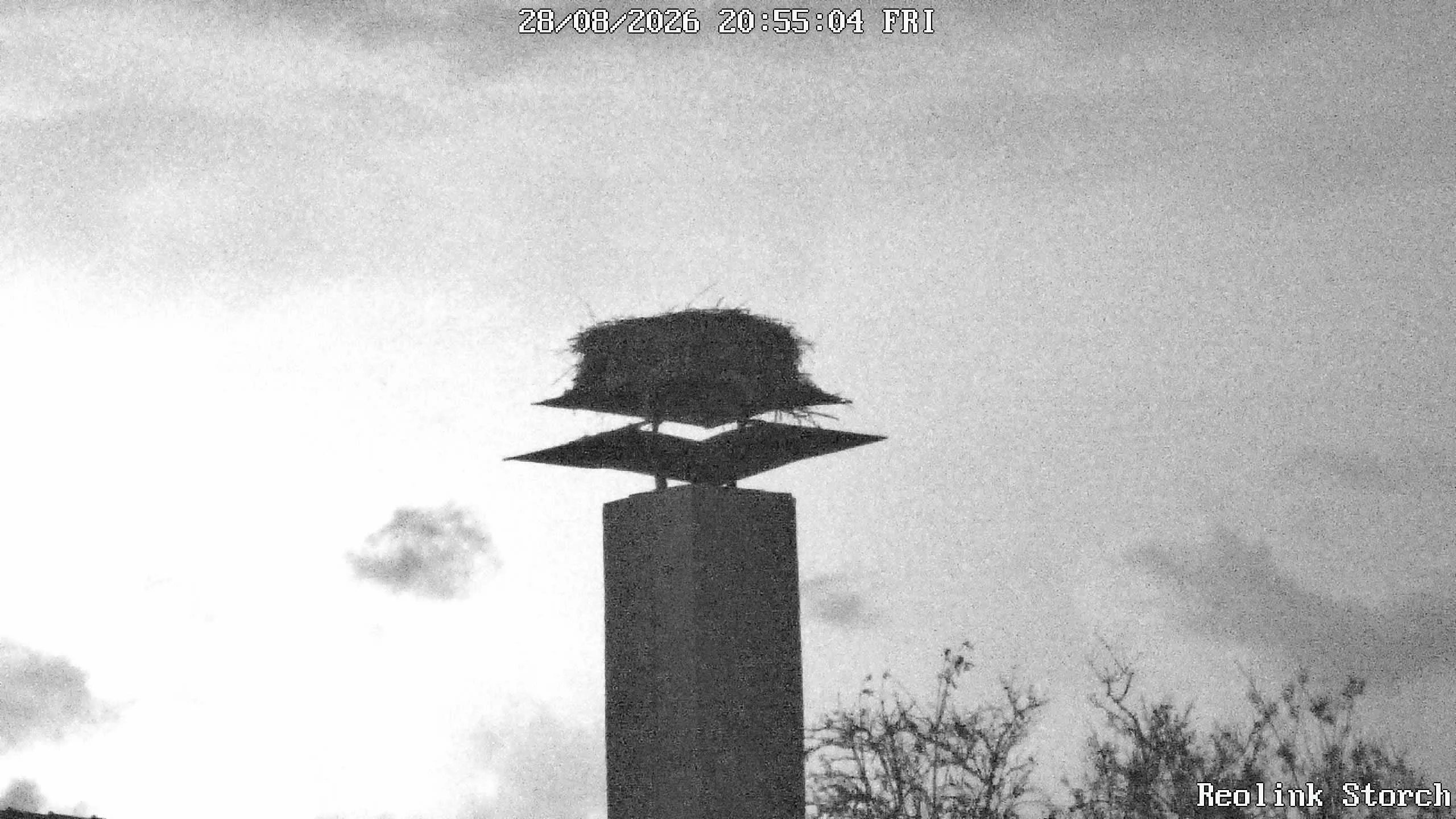 Storchencam Bild