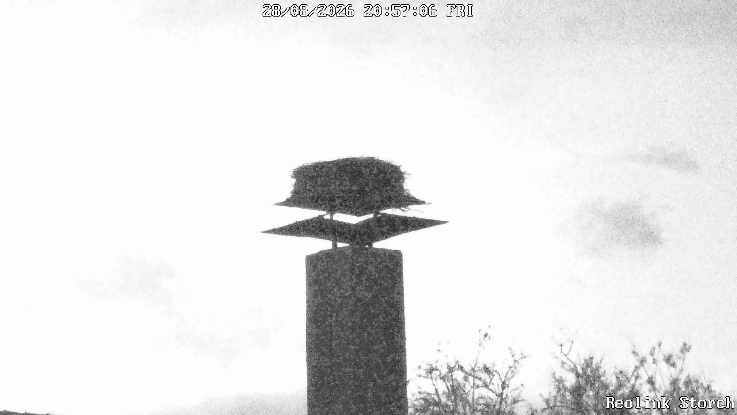 Storchencam Bild