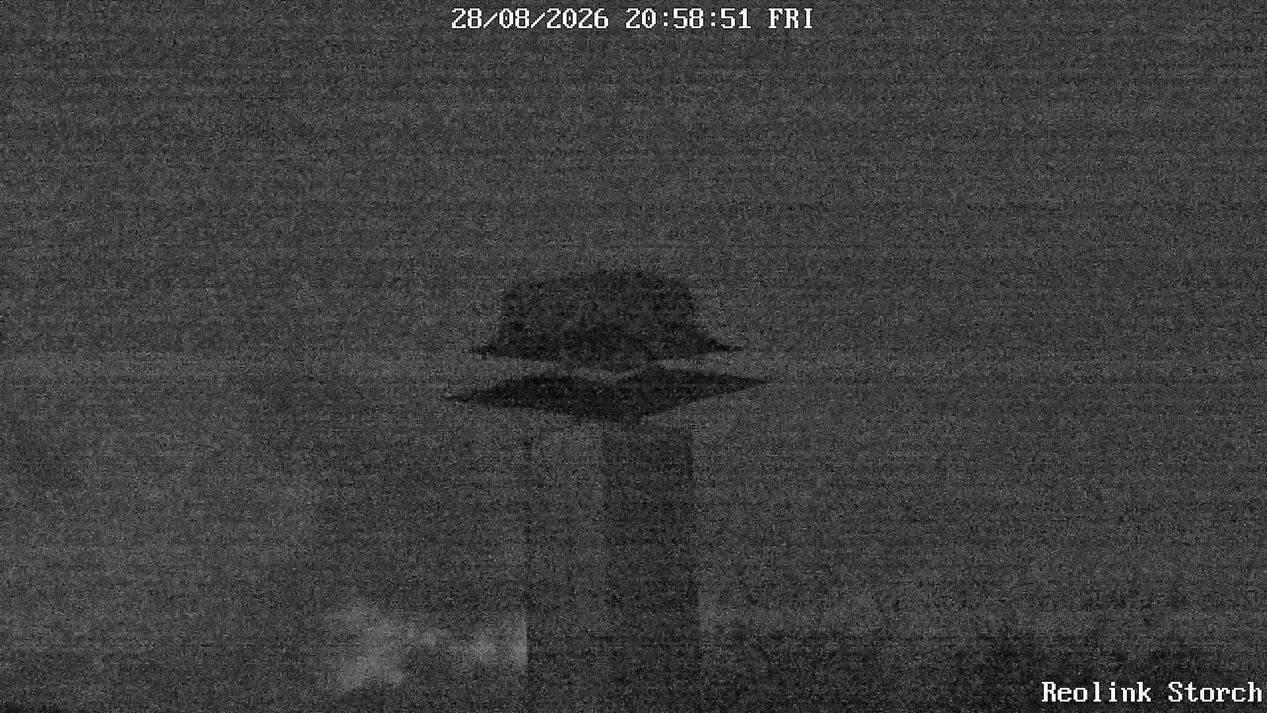 Storchencam Bild