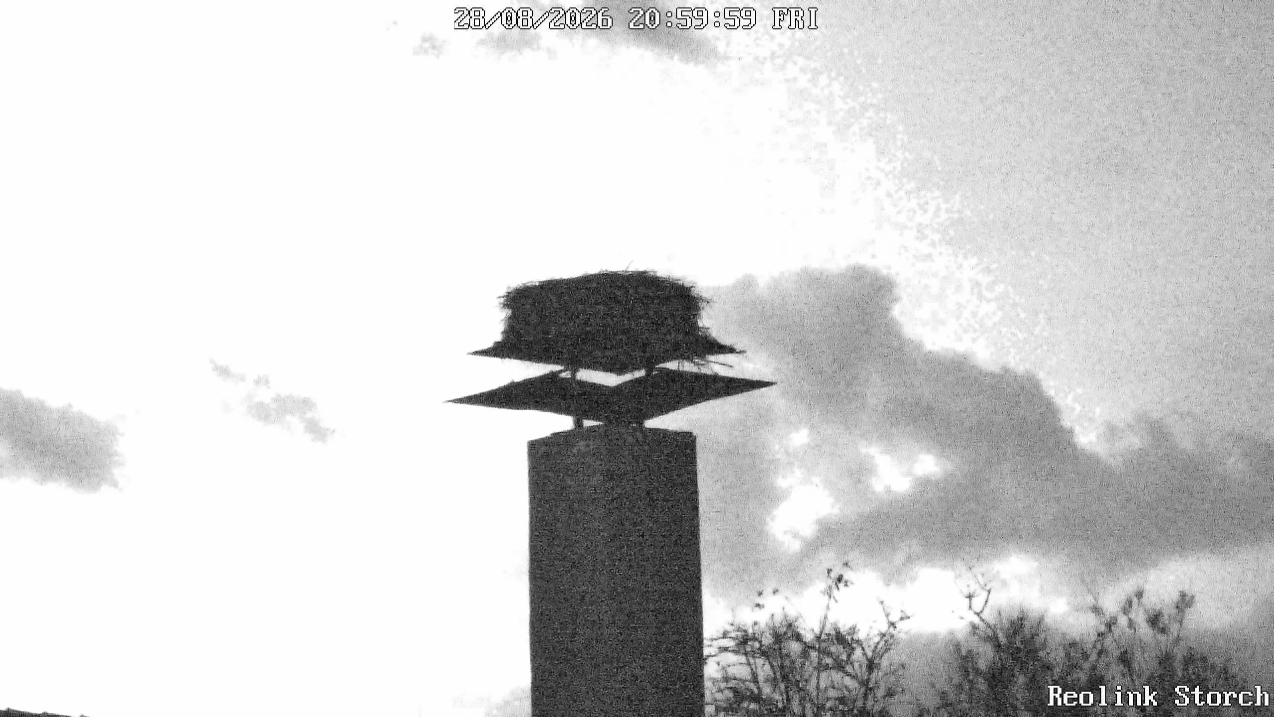 Storchencam Bild