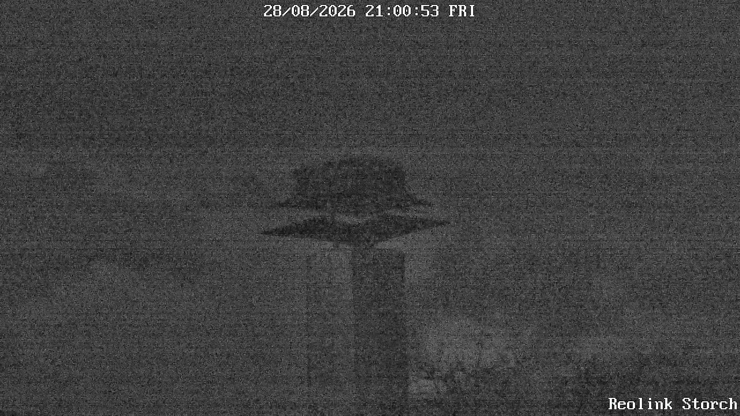 Storchencam Bild