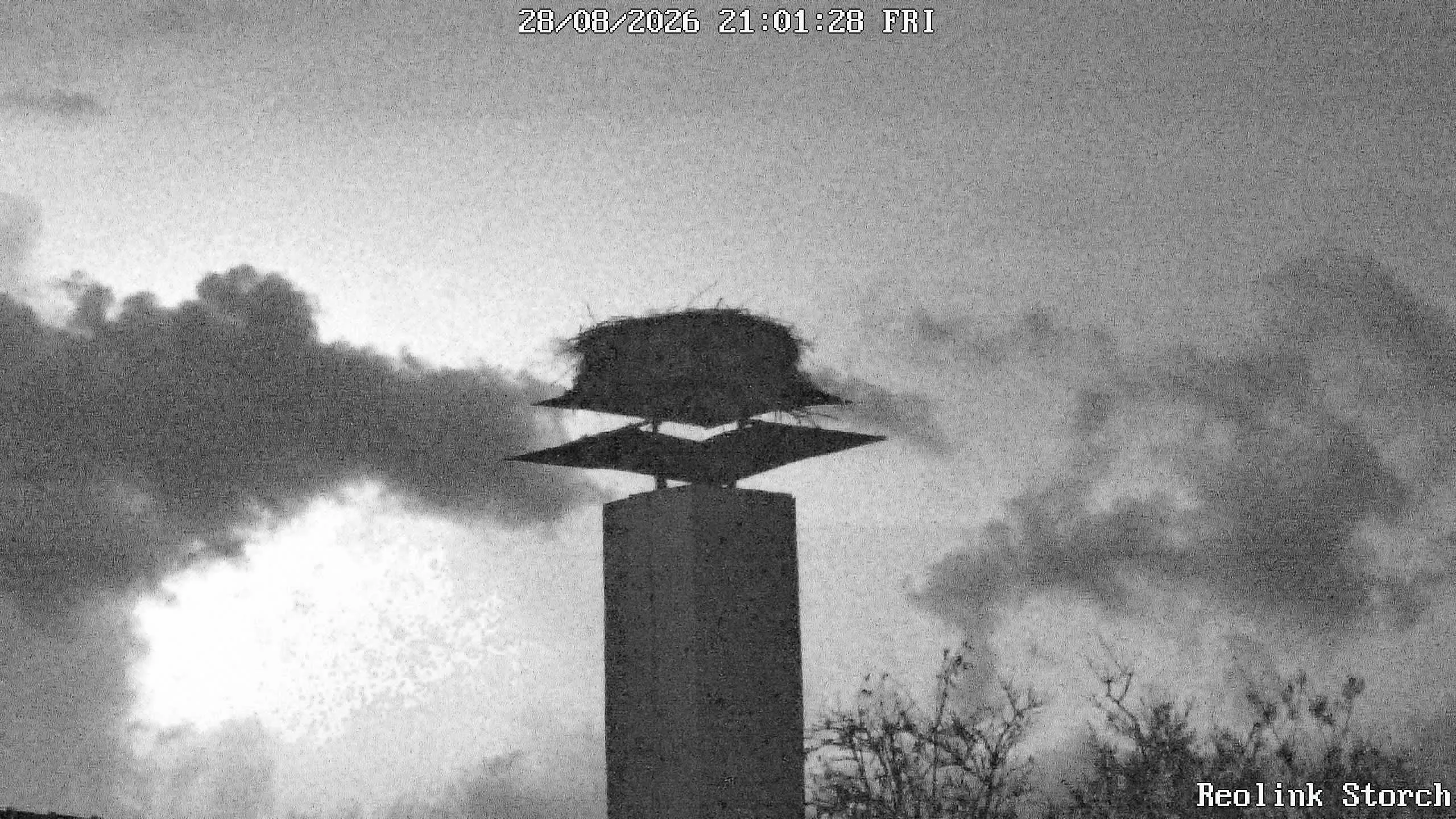 Storchencam Bild
