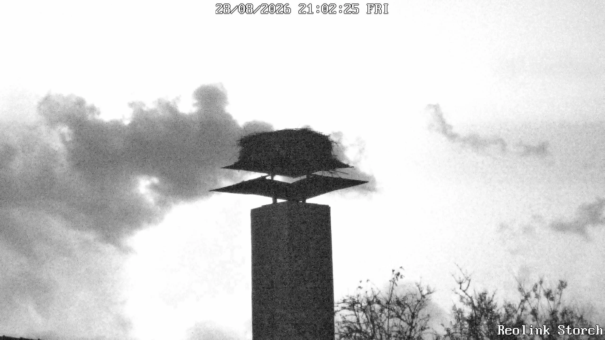 Storchencam Bild