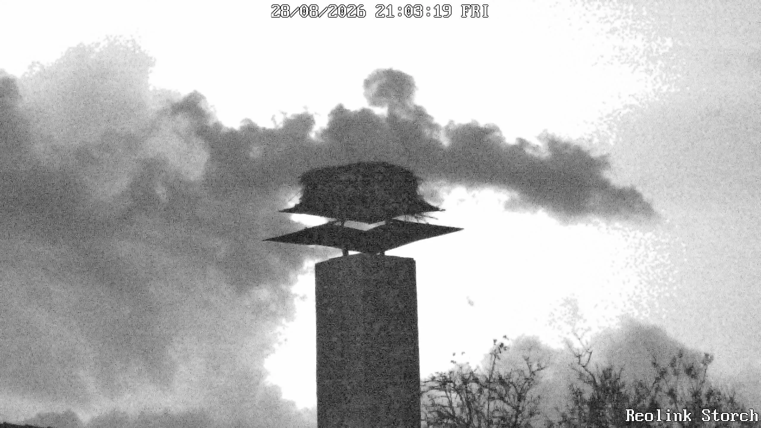 Storchencam Bild