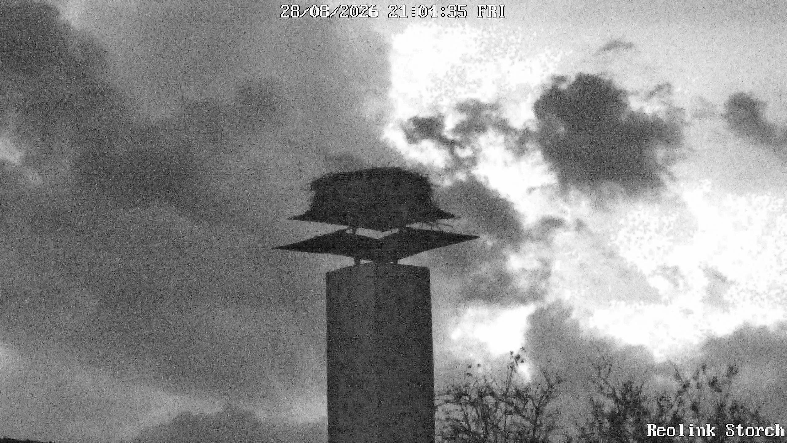 Storchencam Bild