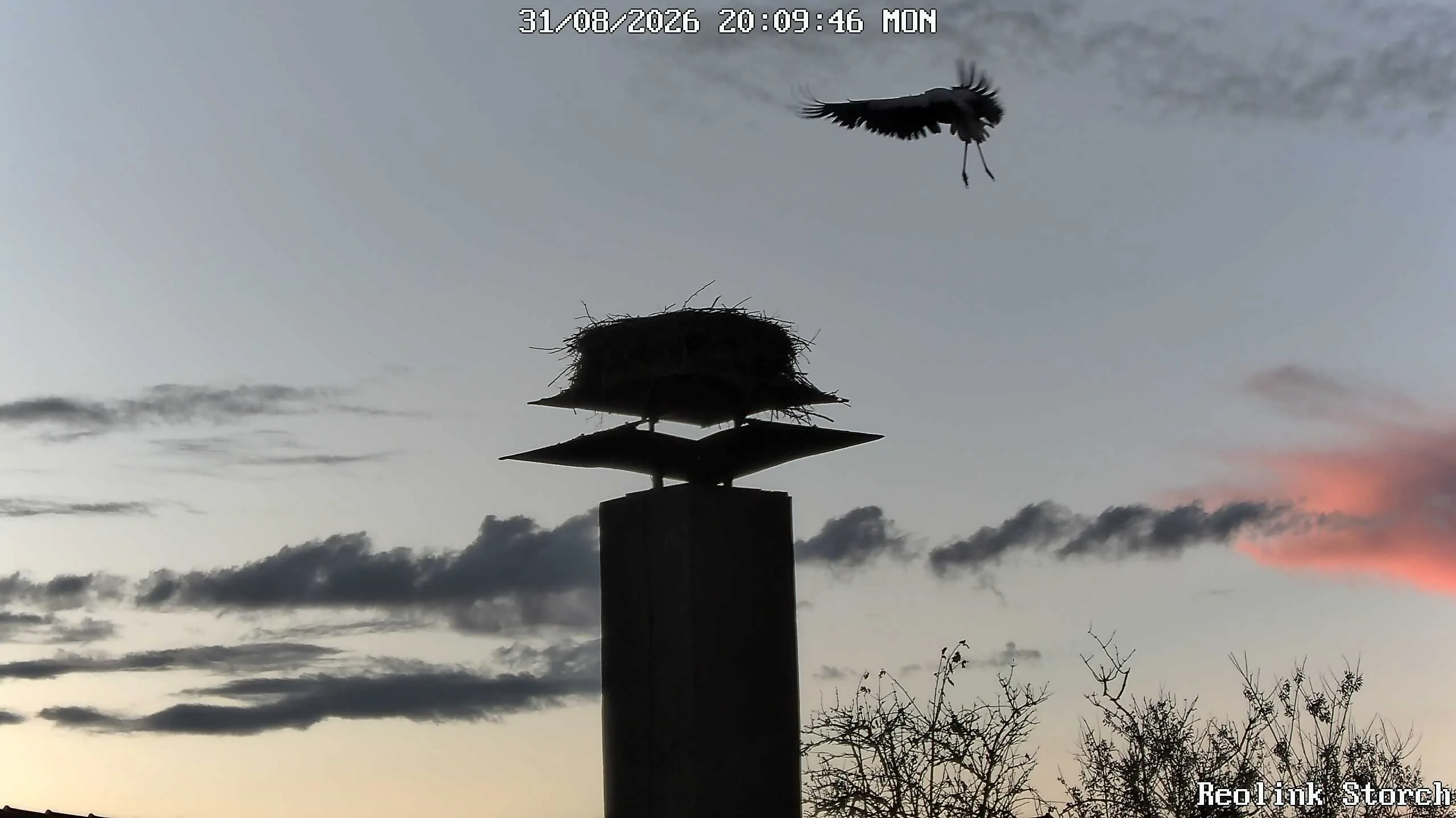 Storchencam Bild