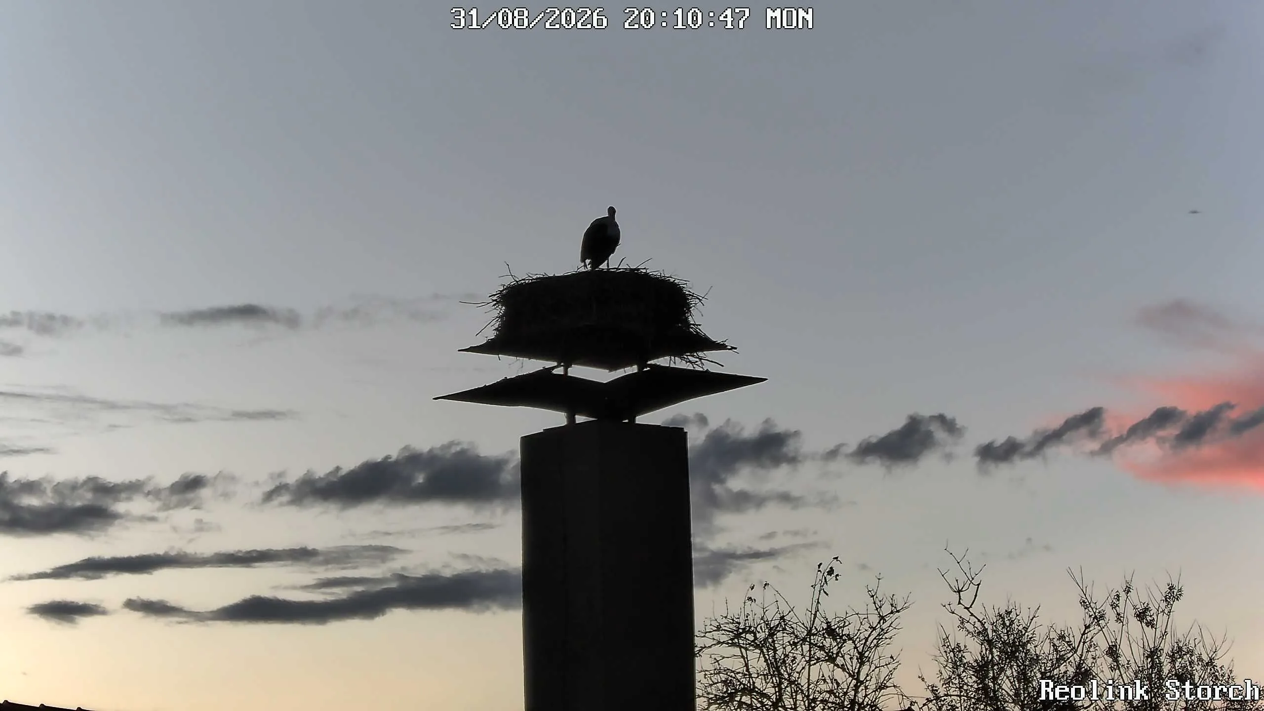Storchencam Bild